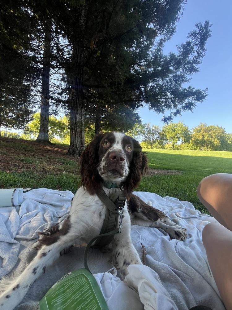 Cooper, a Adoptable English Springer Spaniel in Jamestown, CA image 4/5