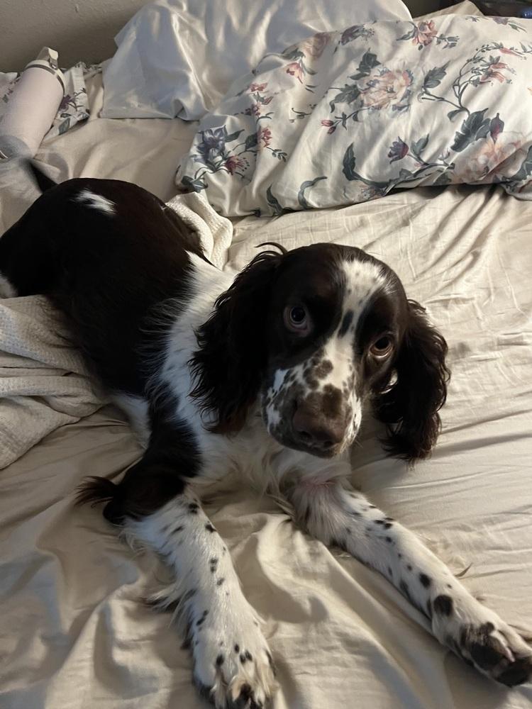Cooper, a Adoptable English Springer Spaniel in Jamestown, CA image 5/5