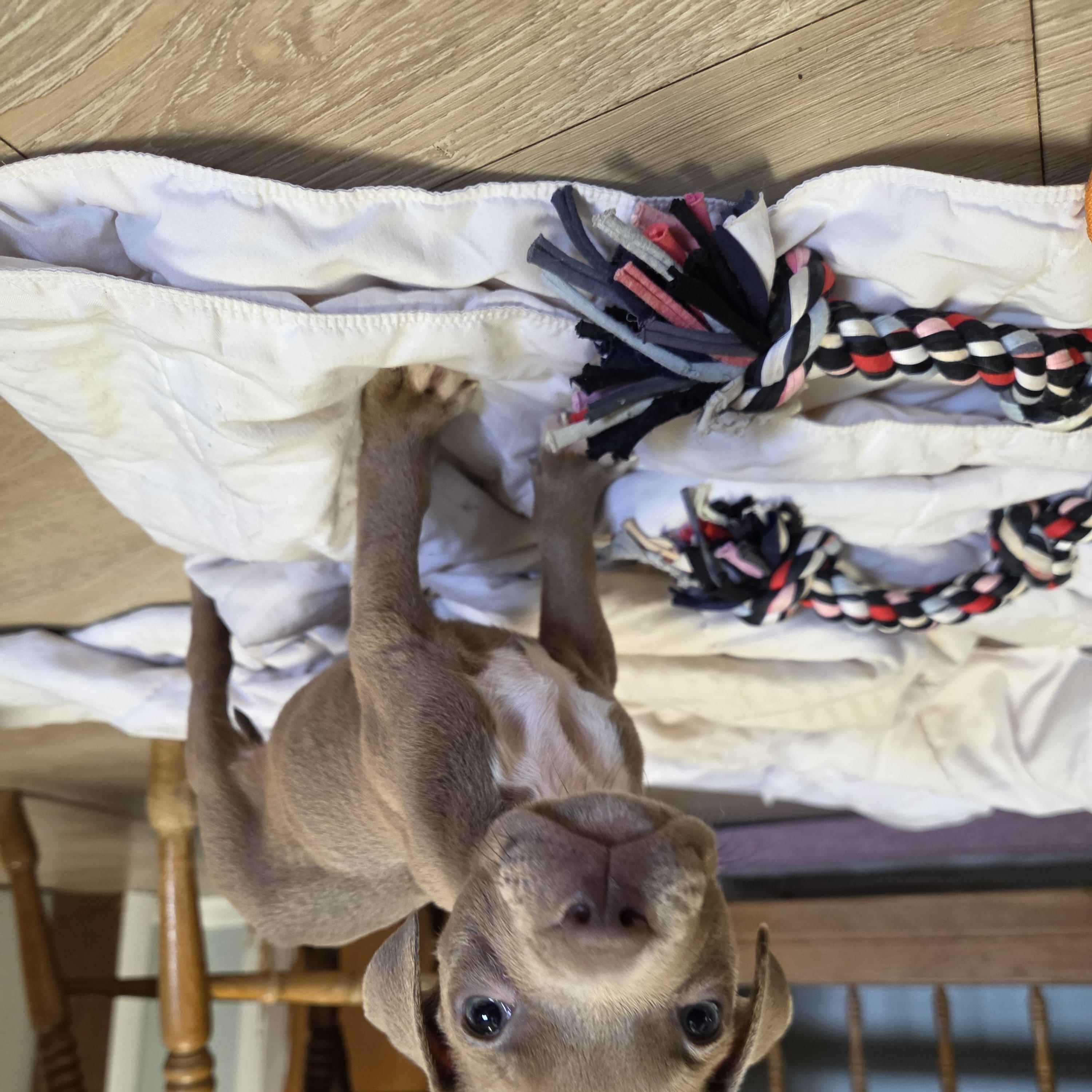 Enlarge Root Beer - Adopted 10/6/26, a Adopted mixed breed in Livonia, MI image 5/5