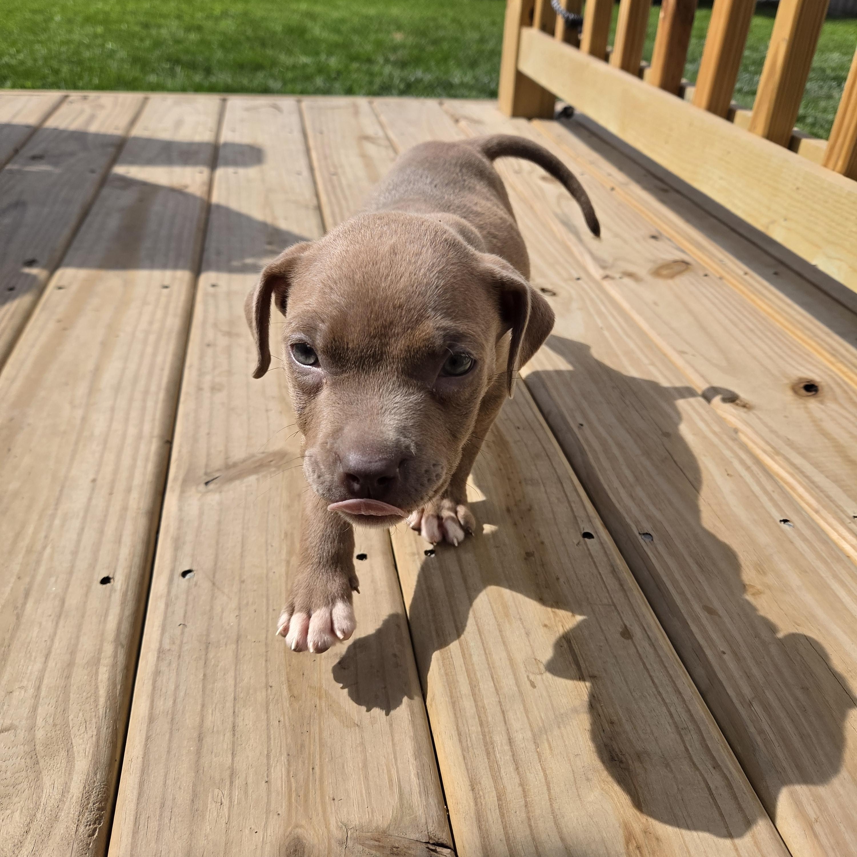 Enlarge Root Beer - Adopted 10/6/26, a Adopted mixed breed in Livonia, MI image 2/5