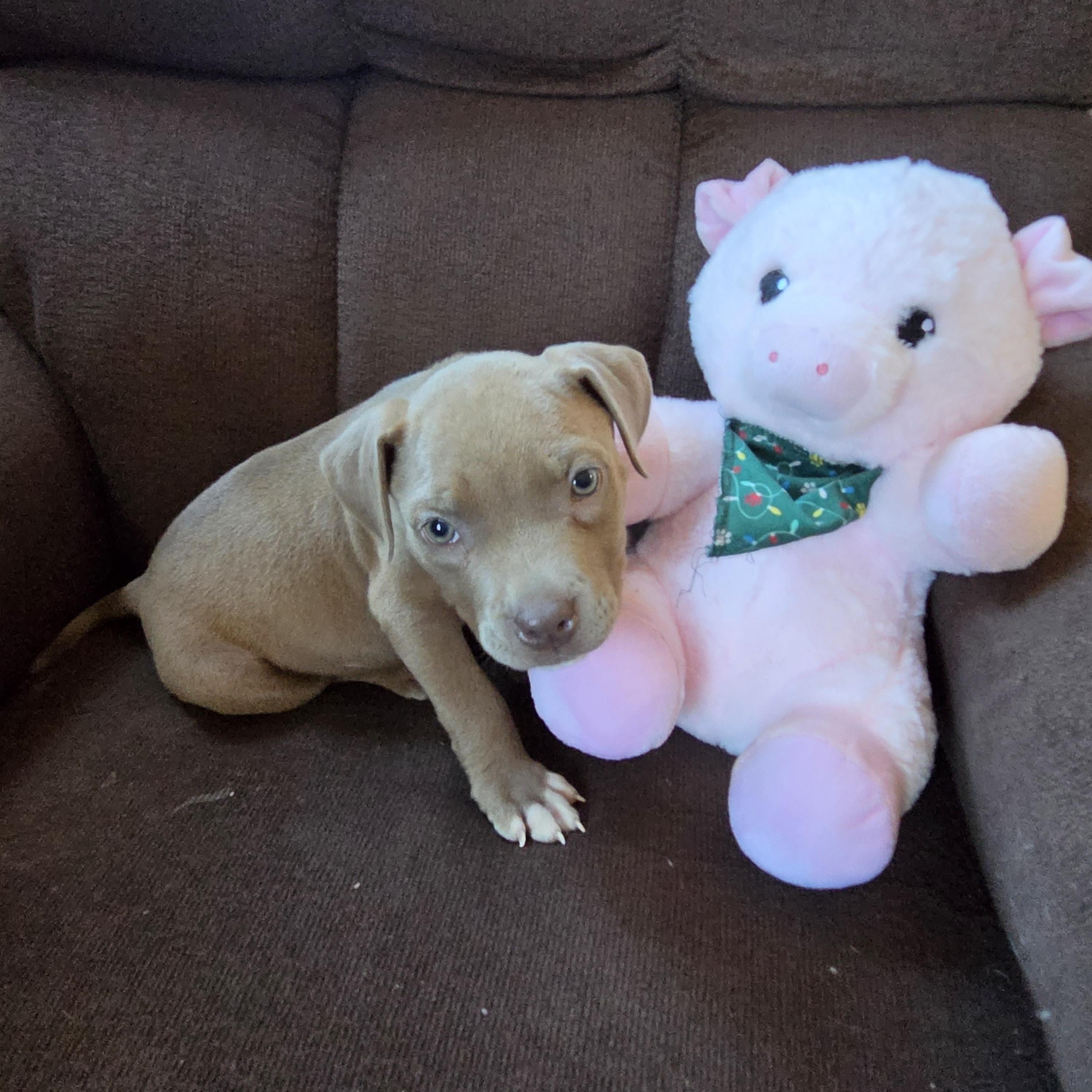 Enlarge Root Beer - Adopted 10/6/26, a Adopted mixed breed in Livonia, MI image 3/5
