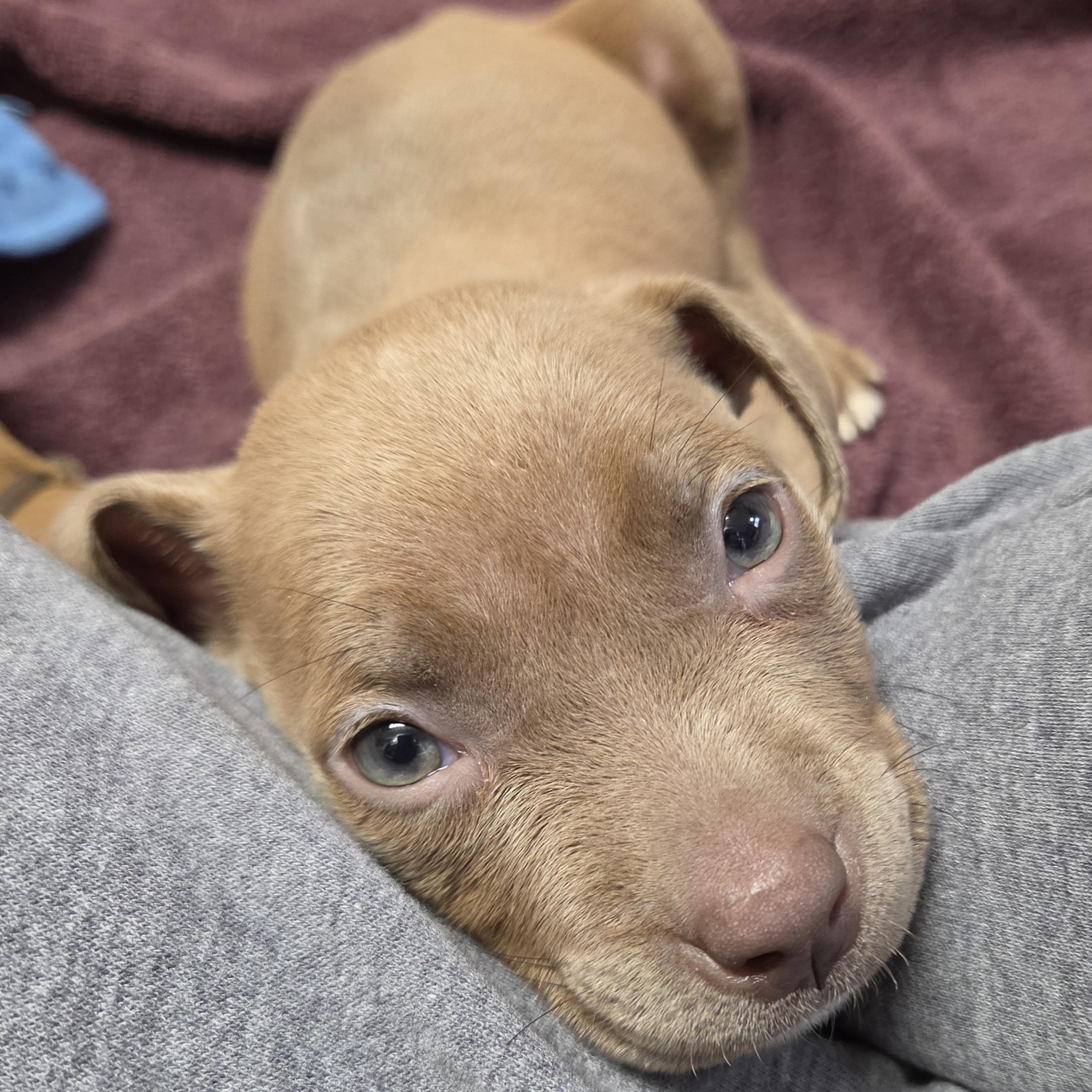 Enlarge Root Beer - Adopted 10/6/26, a Adopted mixed breed in Livonia, MI image 1/5