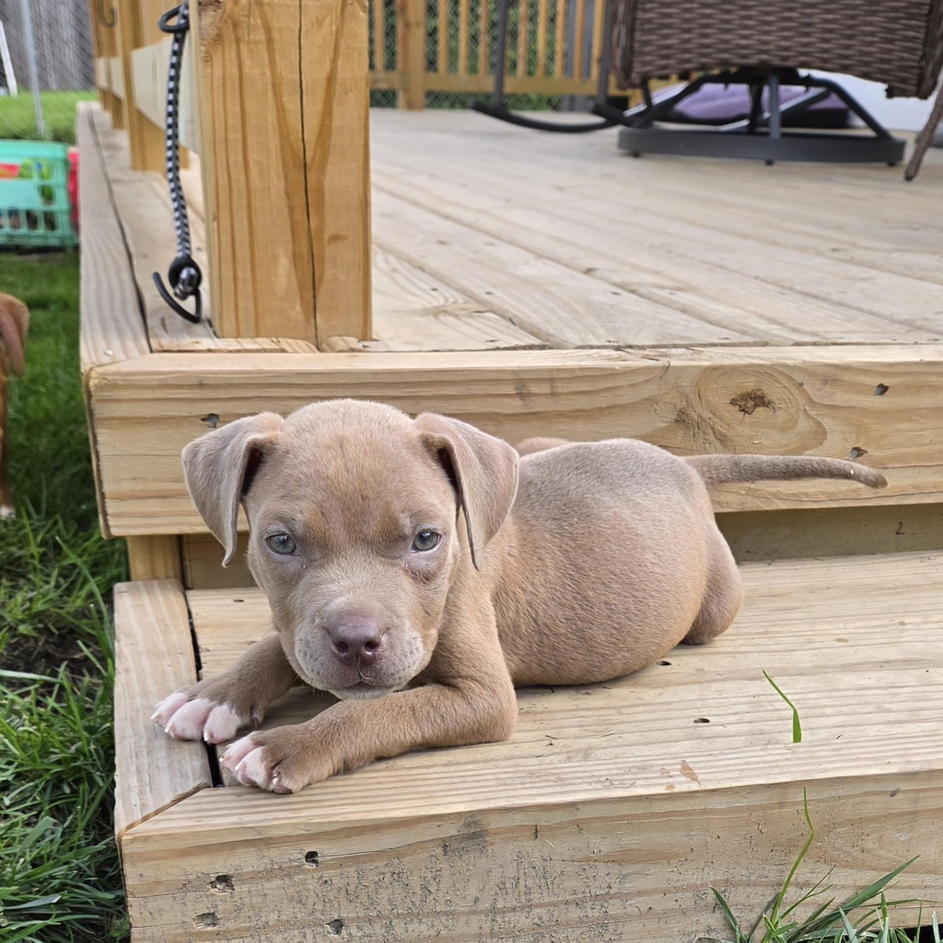 Enlarge Root Beer - Adopted 10/6/26, a Adopted mixed breed in Livonia, MI image 4/5