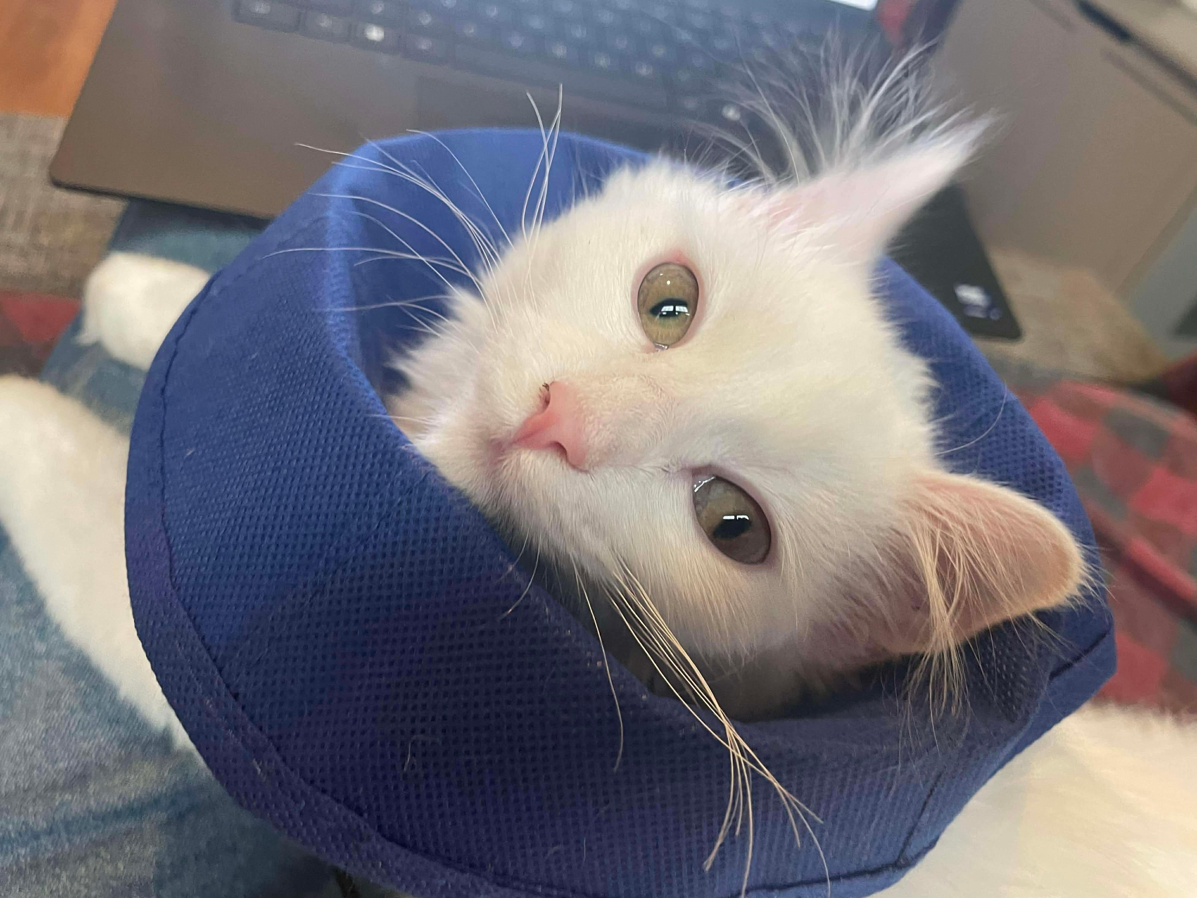 Enlarge Labubu, a ADOPTABLE Domestic Long Hair in Cranston, RI image 2/5