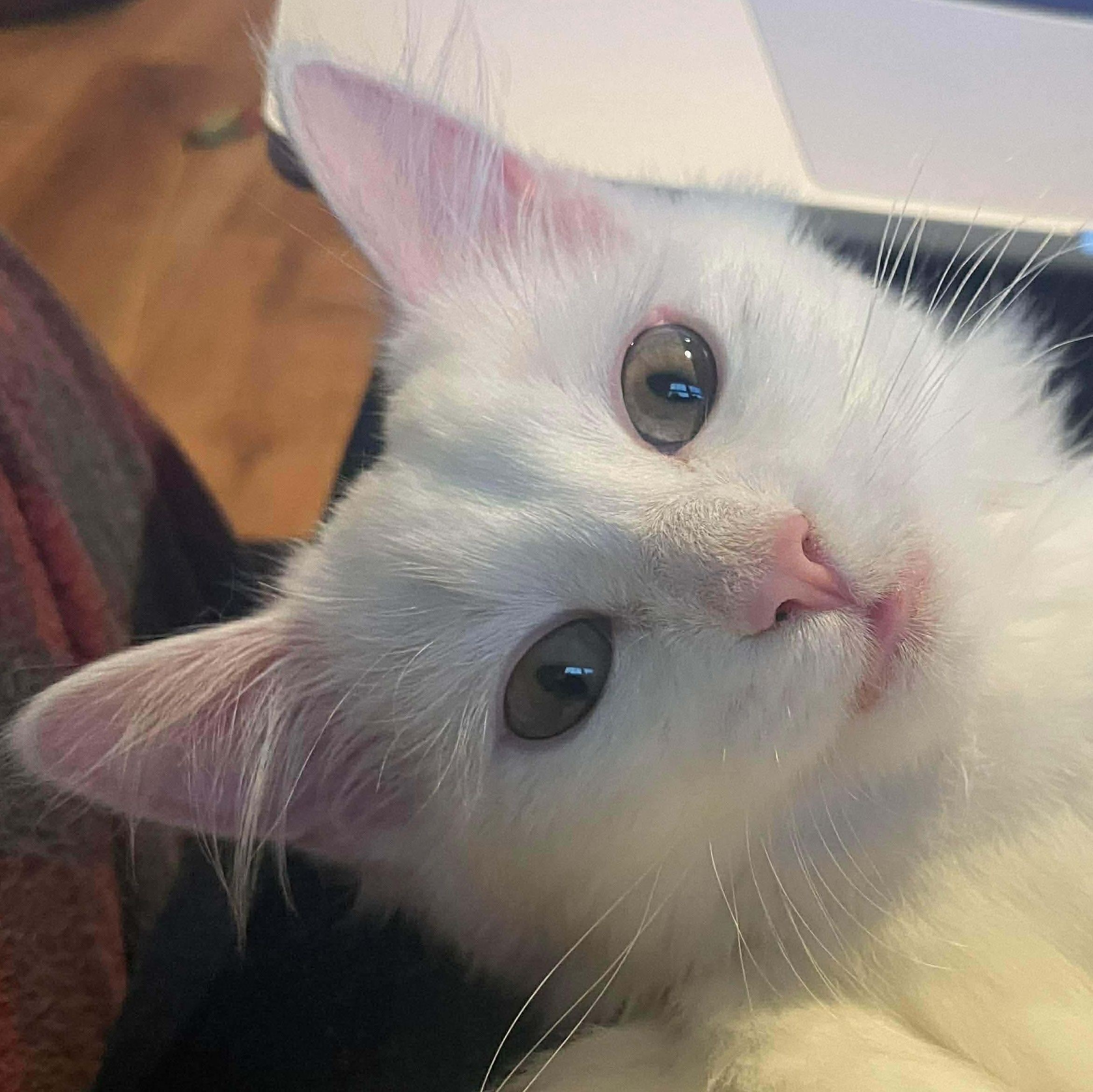 Labubu, ADOPTABLE, Kitten Female Domestic Long Hair.