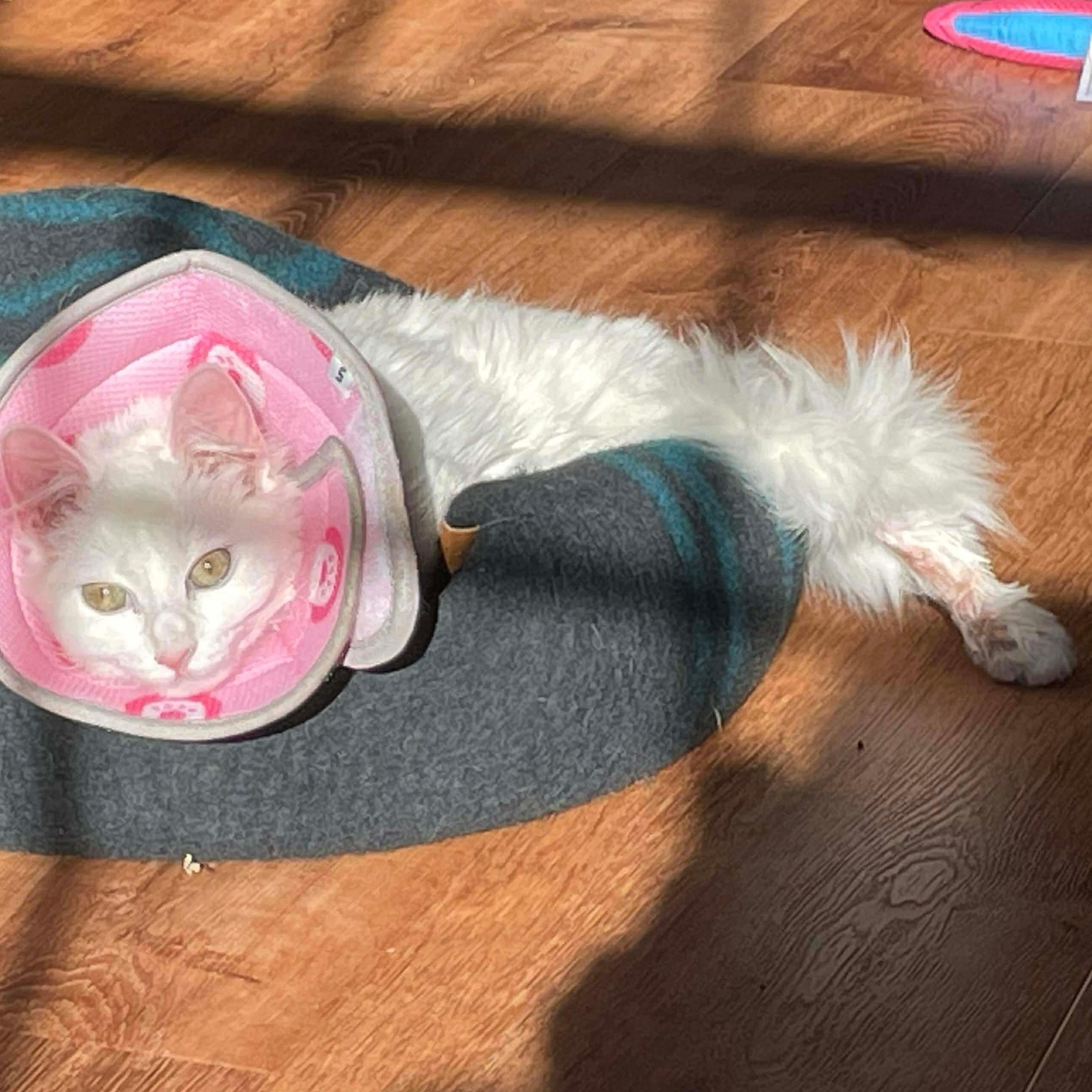 Enlarge Labubu, a ADOPTABLE Domestic Long Hair in Cranston, RI image 5/5