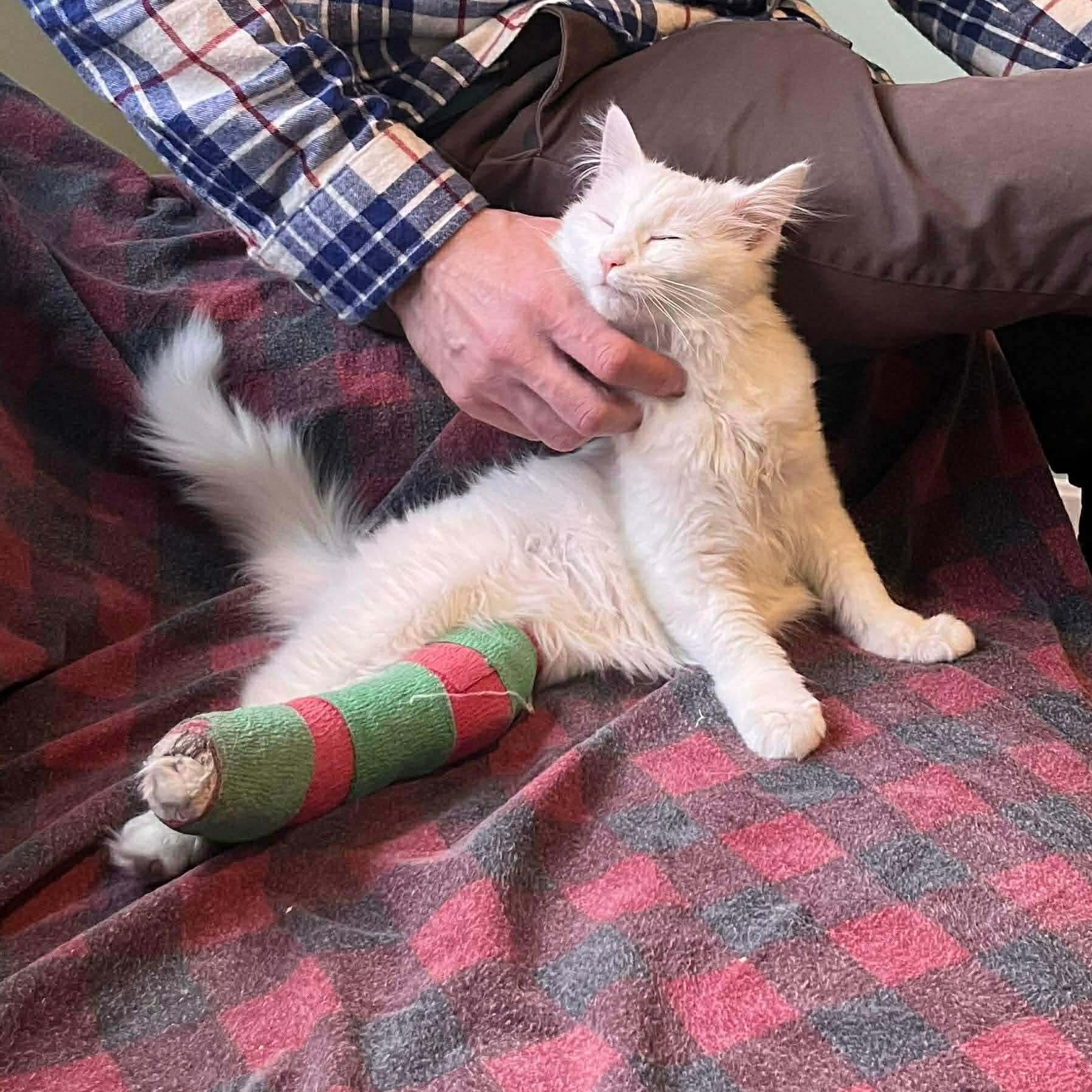 Enlarge Labubu, a ADOPTABLE Domestic Long Hair in Cranston, RI image 4/5