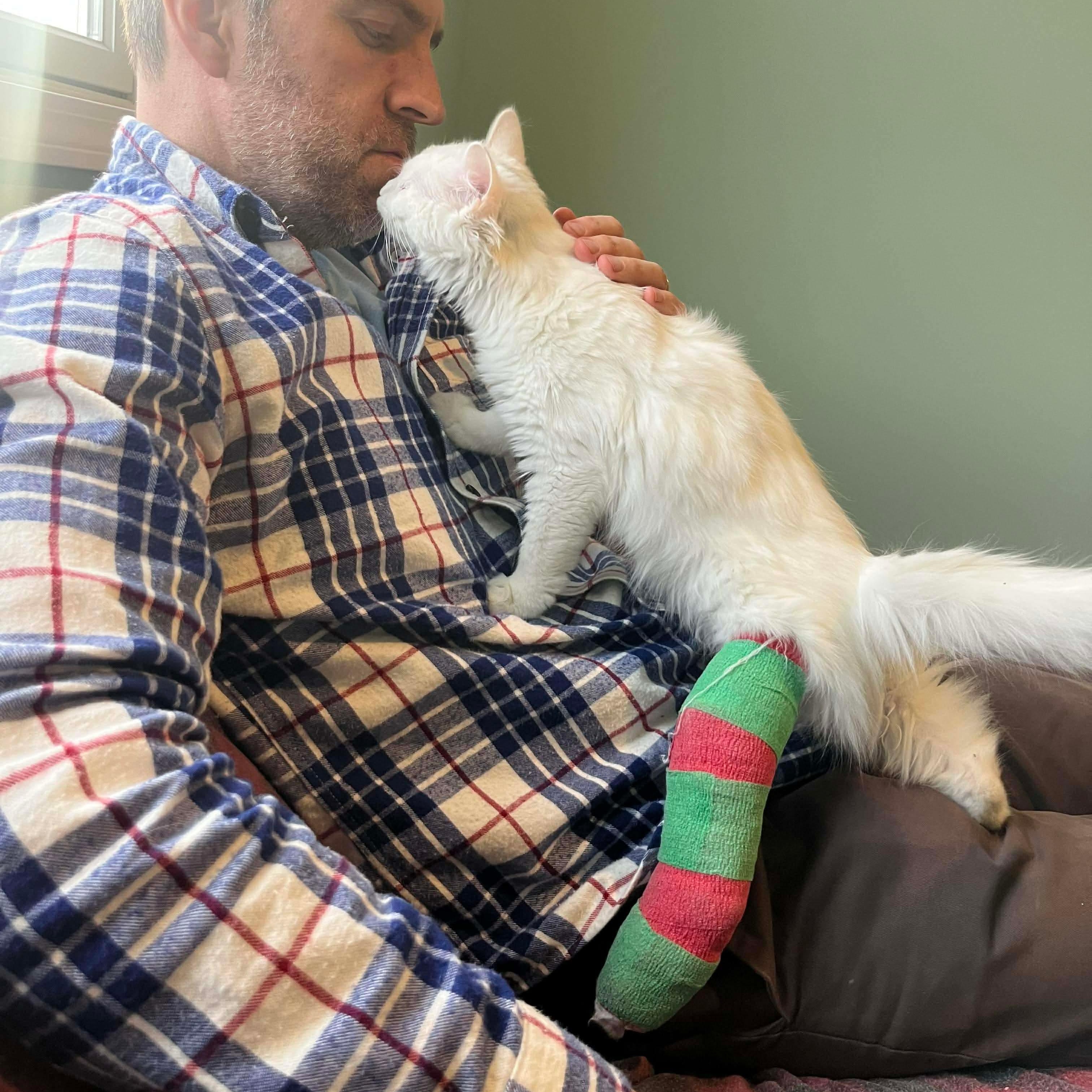 Enlarge Labubu, a ADOPTABLE Domestic Long Hair in Cranston, RI image 3/5