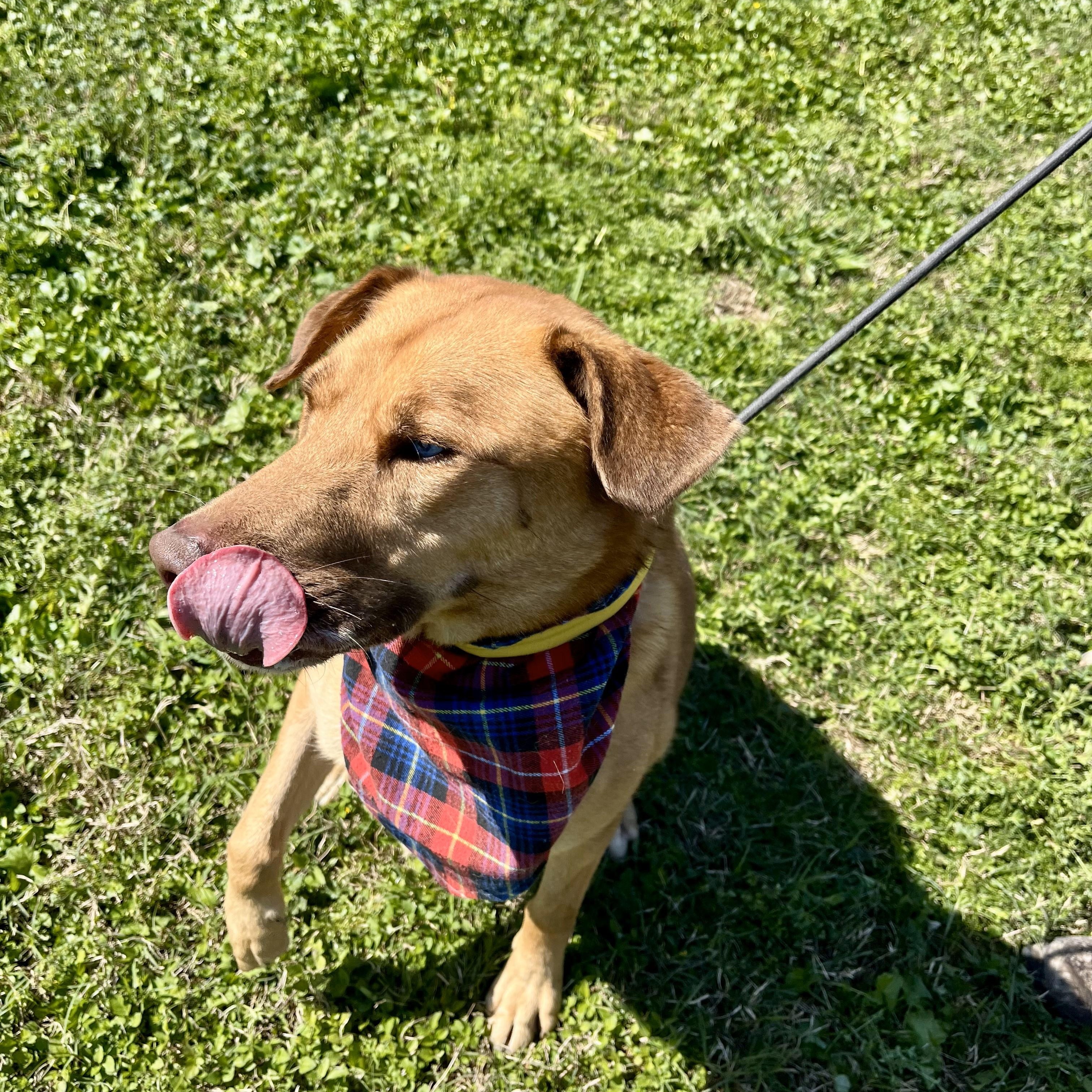 Tiki — thumbnail 4