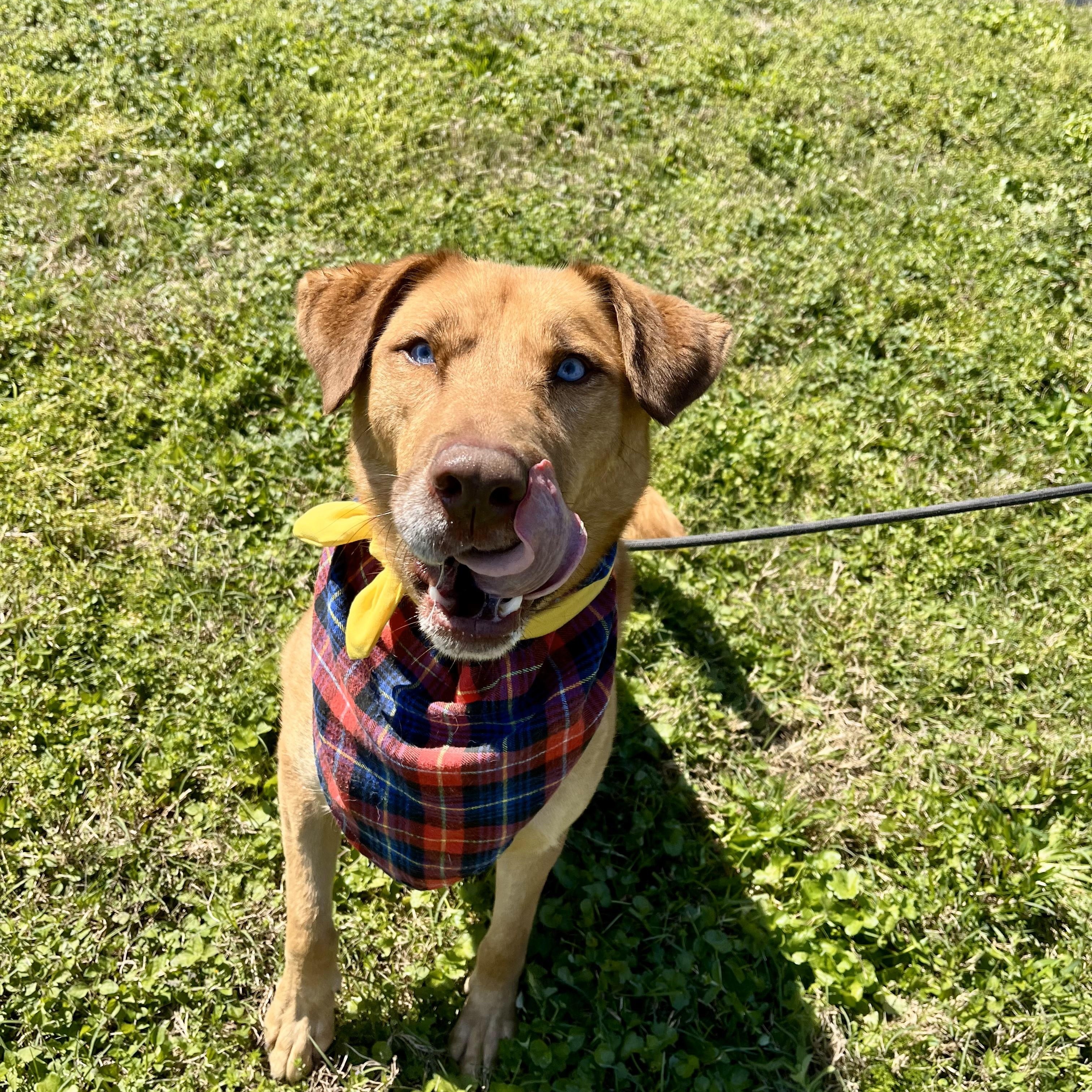 Tiki — thumbnail 5