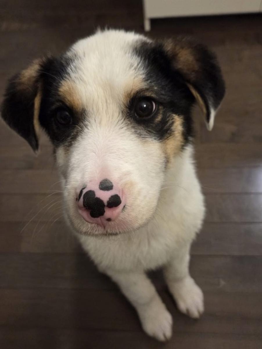 Bandit, a ADOPTABLE mixed breed in Calgary, AB image 6/6