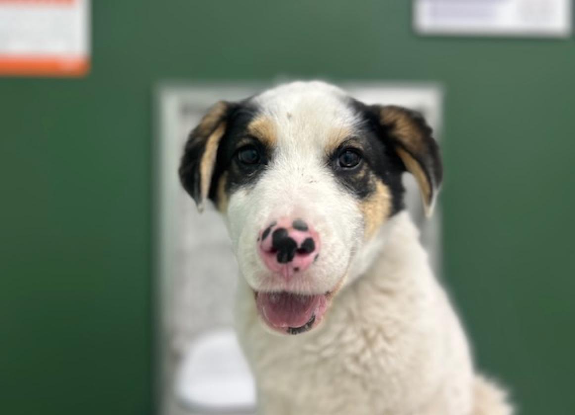 Bandit, a ADOPTABLE mixed breed in Calgary, AB image 2/6