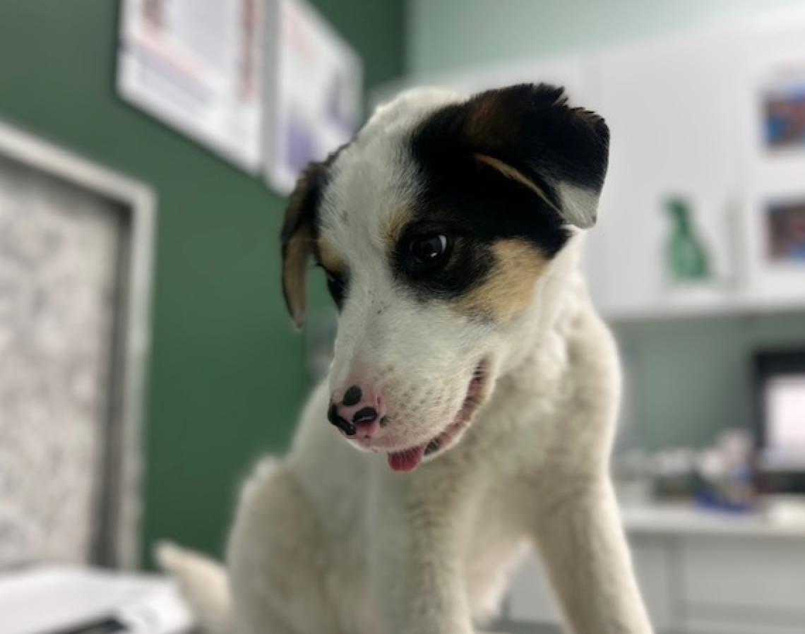 Bandit, a ADOPTABLE mixed breed in Calgary, AB image 4/6