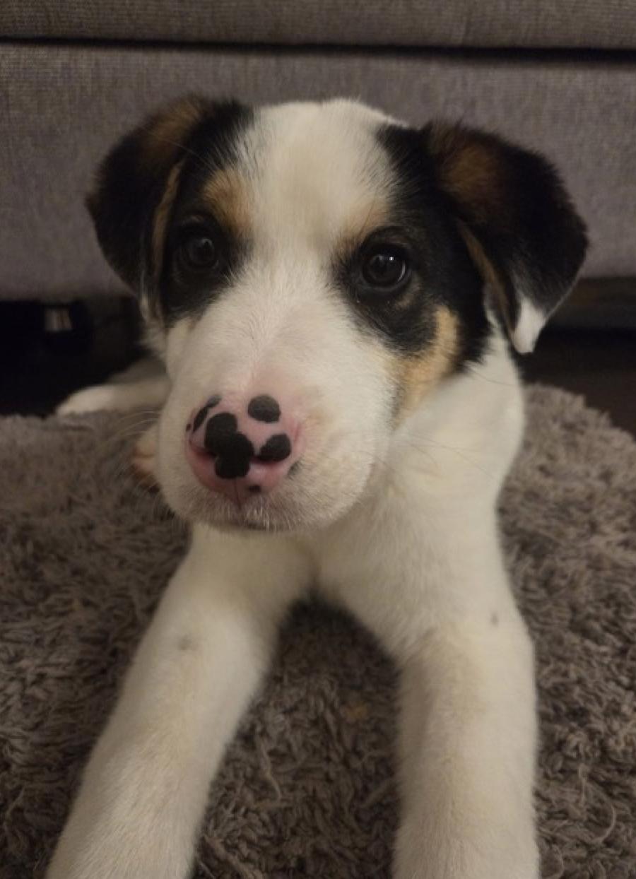 Bandit, a ADOPTABLE mixed breed in Calgary, AB image 5/6