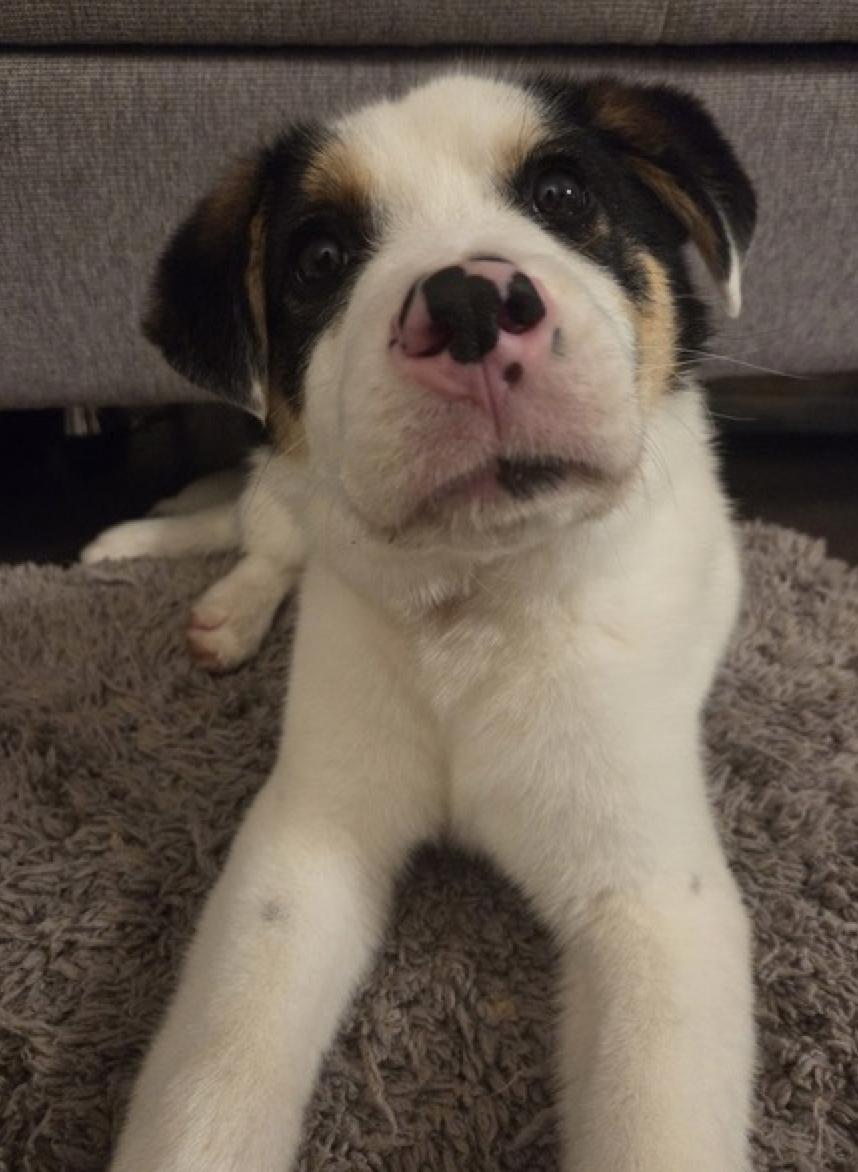 Bandit, a ADOPTABLE mixed breed in Calgary, AB image 3/6