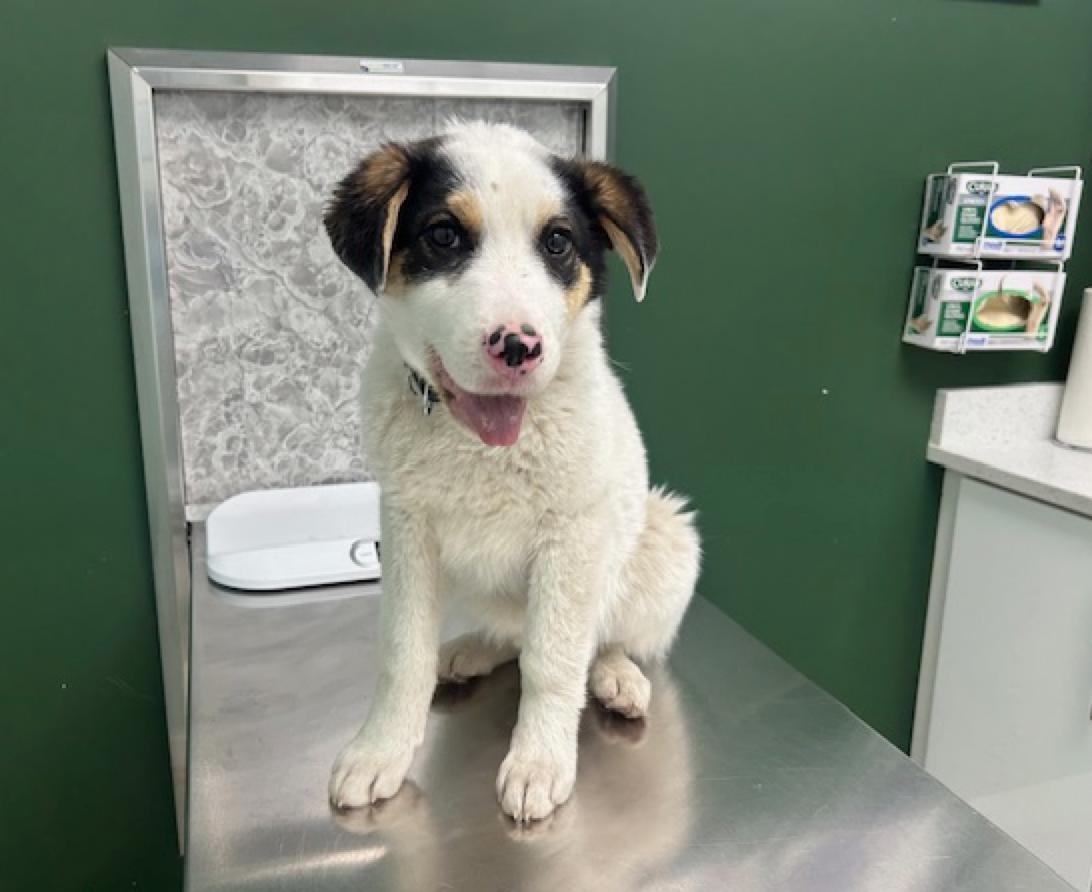 Bandit, a ADOPTABLE mixed breed in Calgary, AB image 1/6