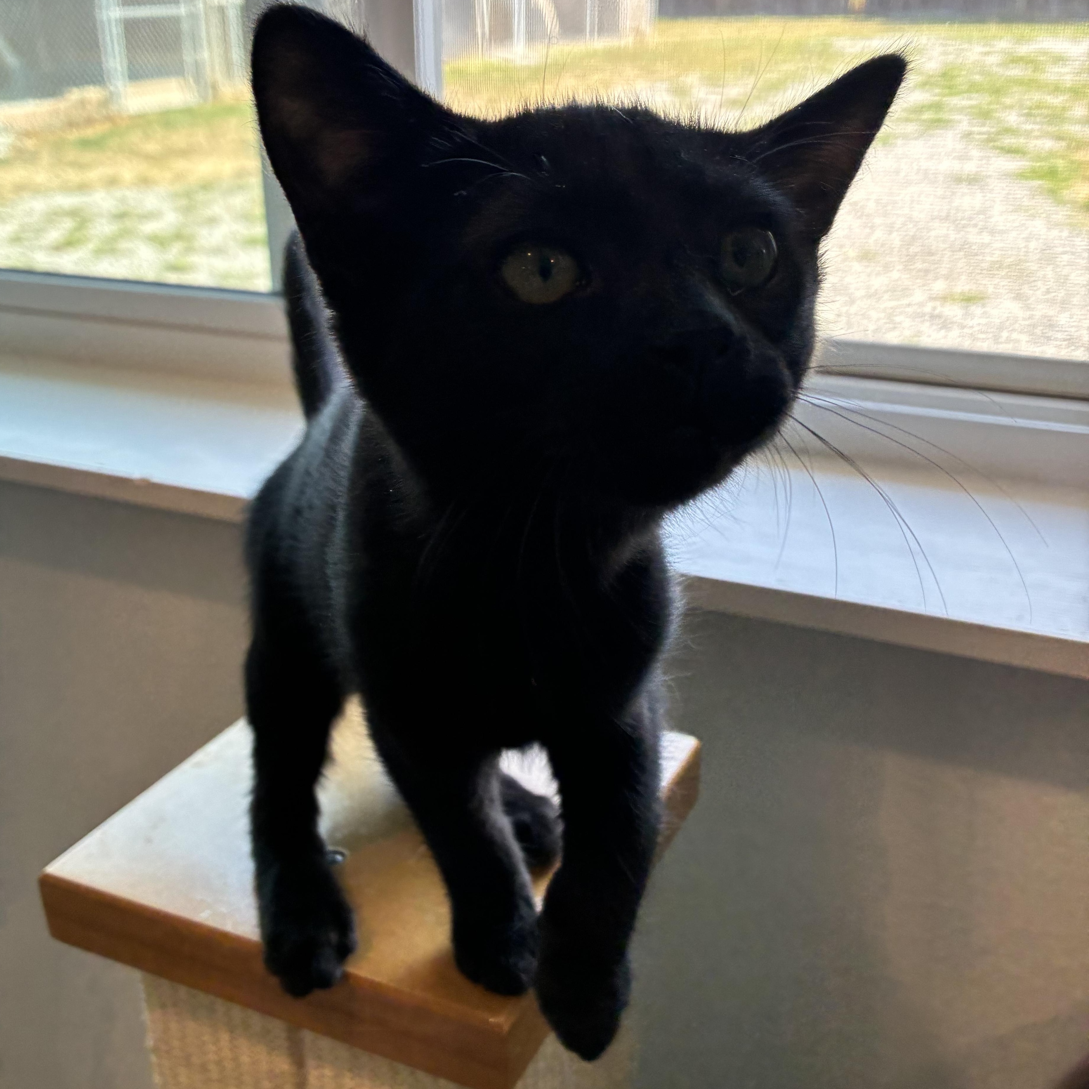 Enlarge Bessie, an adopted mixed breed in Bonners Ferry, ID image 1/3