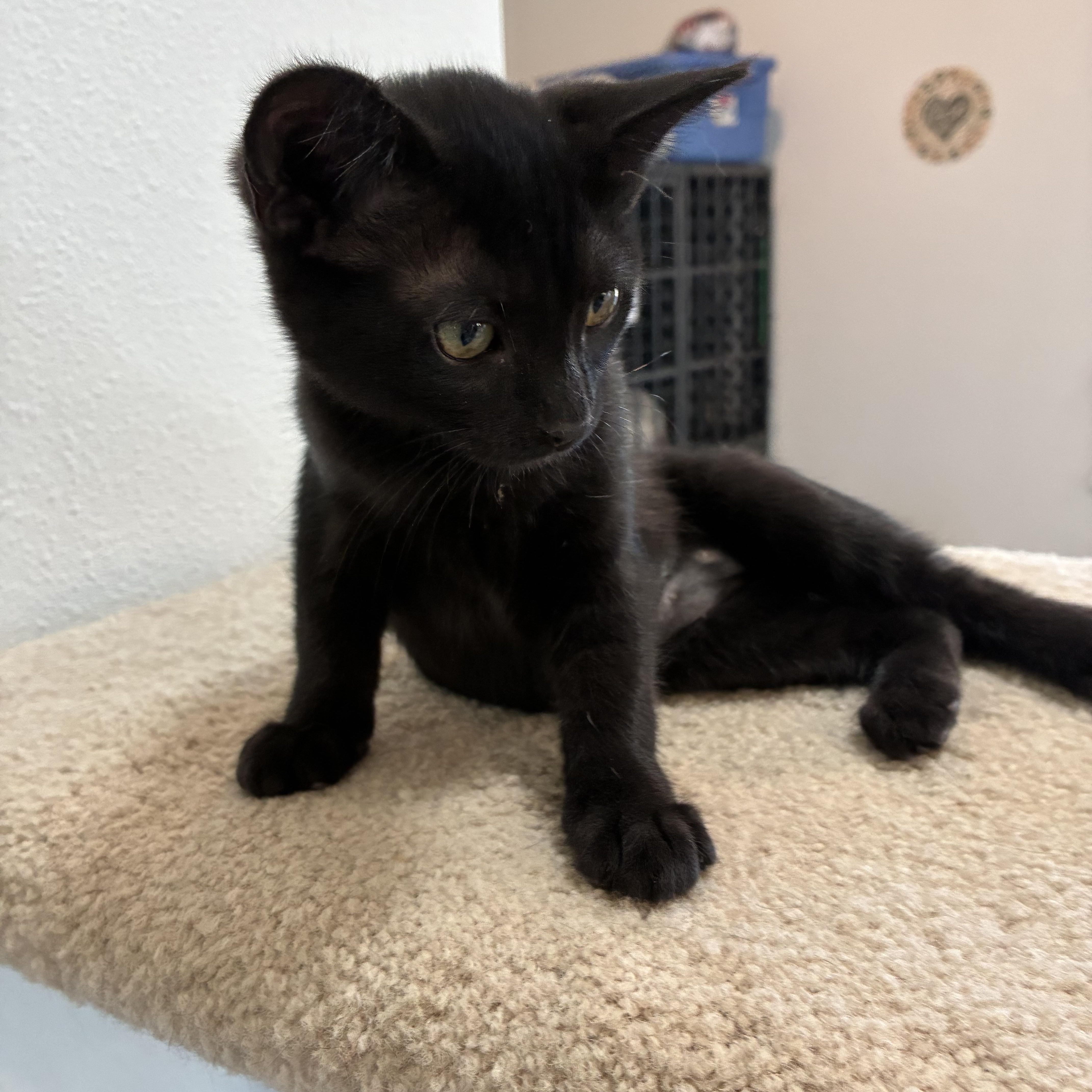 Enlarge Bessie, an adopted mixed breed in Bonners Ferry, ID image 3/3