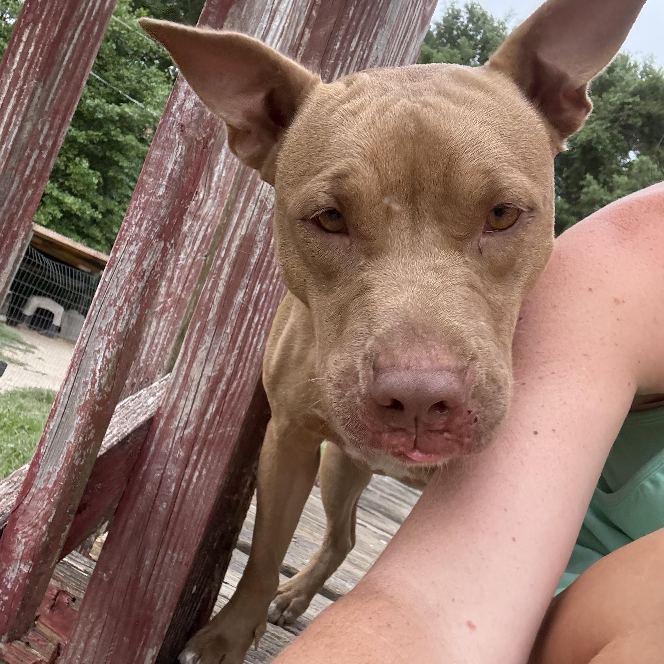 Enlarge Hazel, a Adopted Pit Bull Terrier in Grand ridge, FL image 1/4