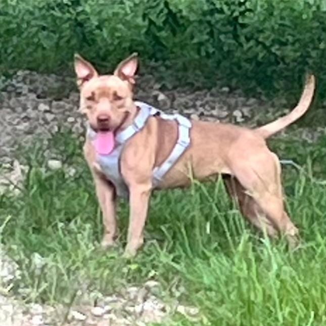 Enlarge Hazel, a Adopted Pit Bull Terrier in Grand ridge, FL image 2/4