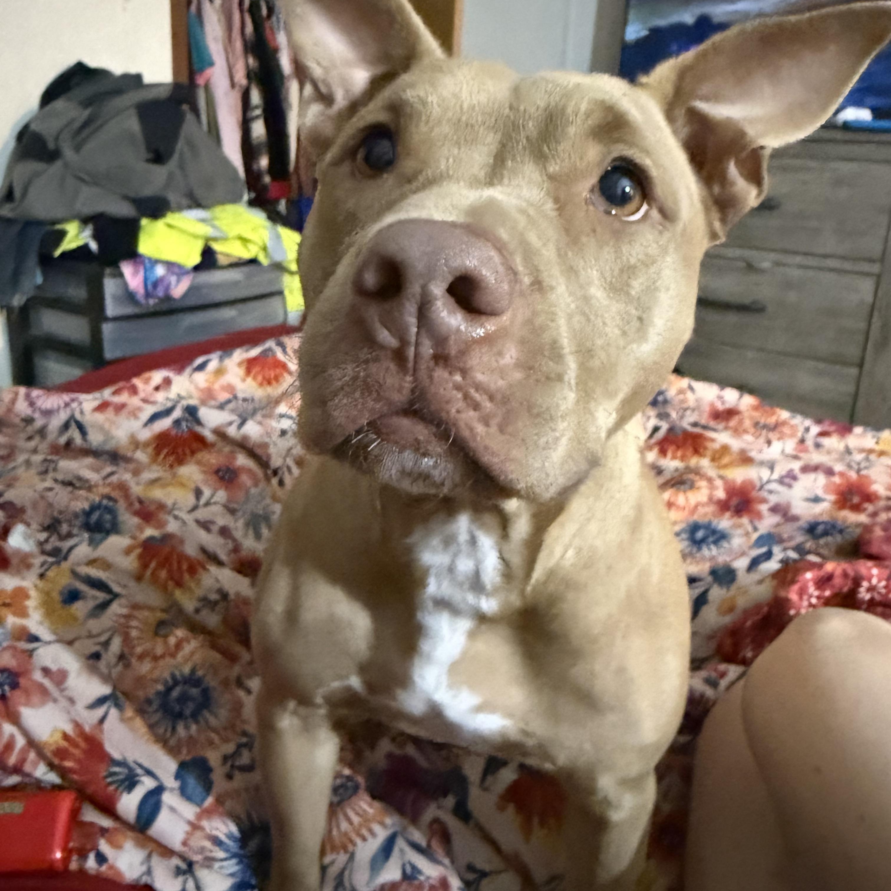 Hazel, Adopted, Adult Female Pit Bull Terrier.