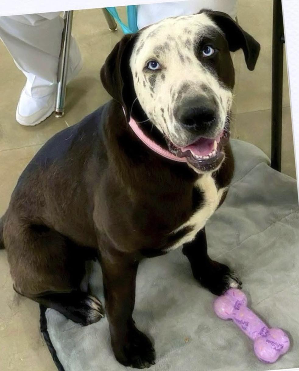 Celeste — thumbnail 2