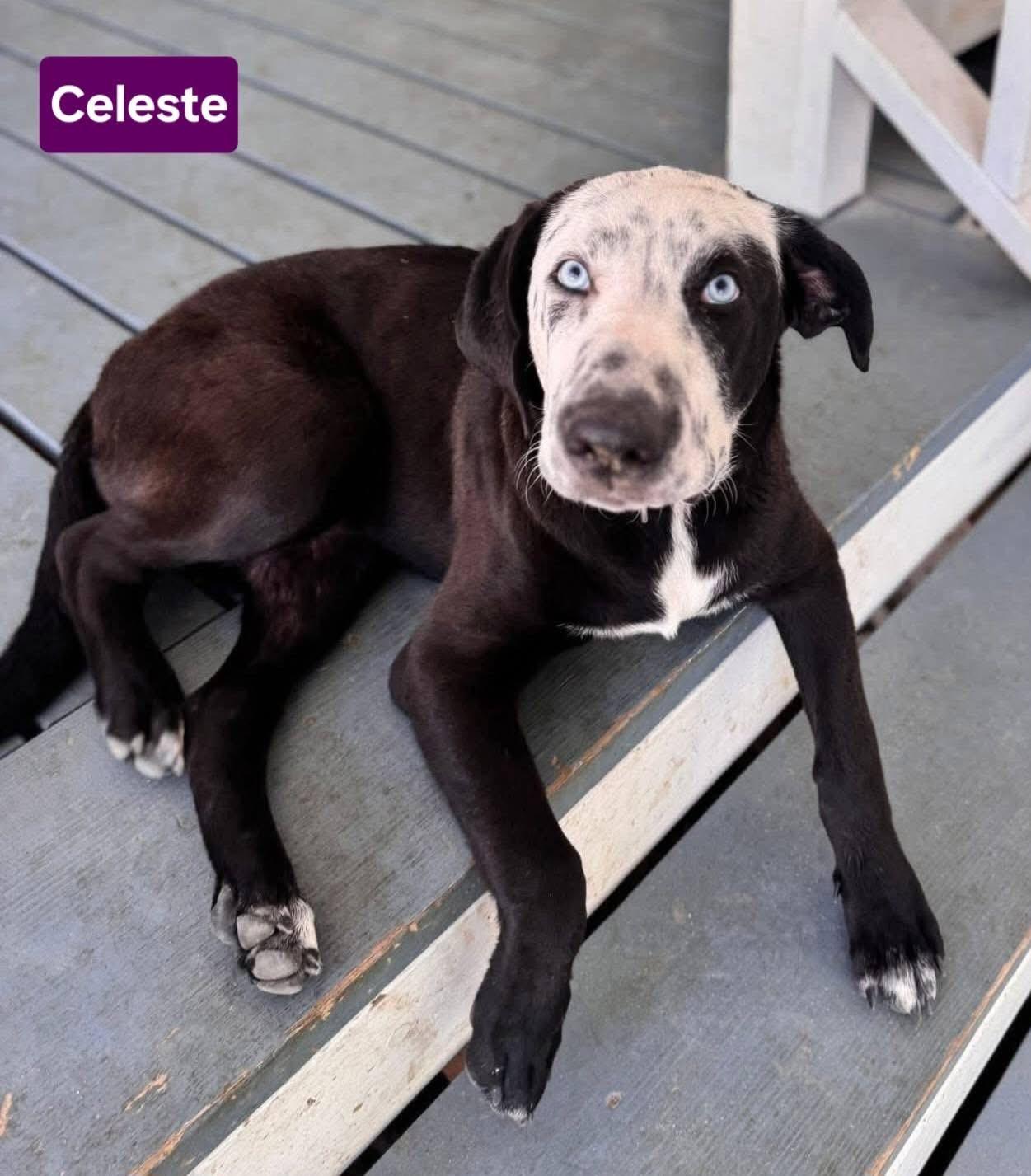 Celeste — thumbnail 3