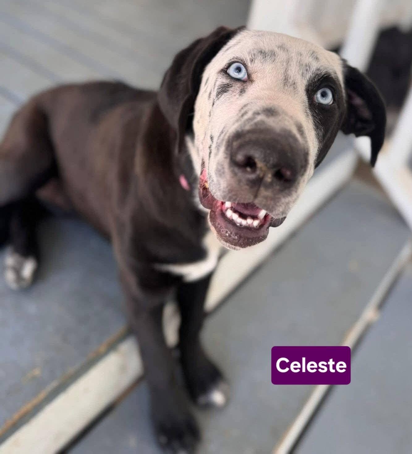 Celeste, Adoptable, Adult Female Labrador Retriever & Mastiff.