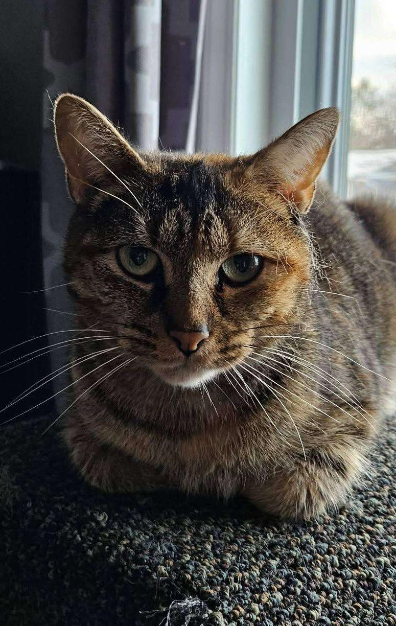 Enlarge Eywa, a ADOPTABLE Domestic Short Hair in Nepean, ON image 1/1