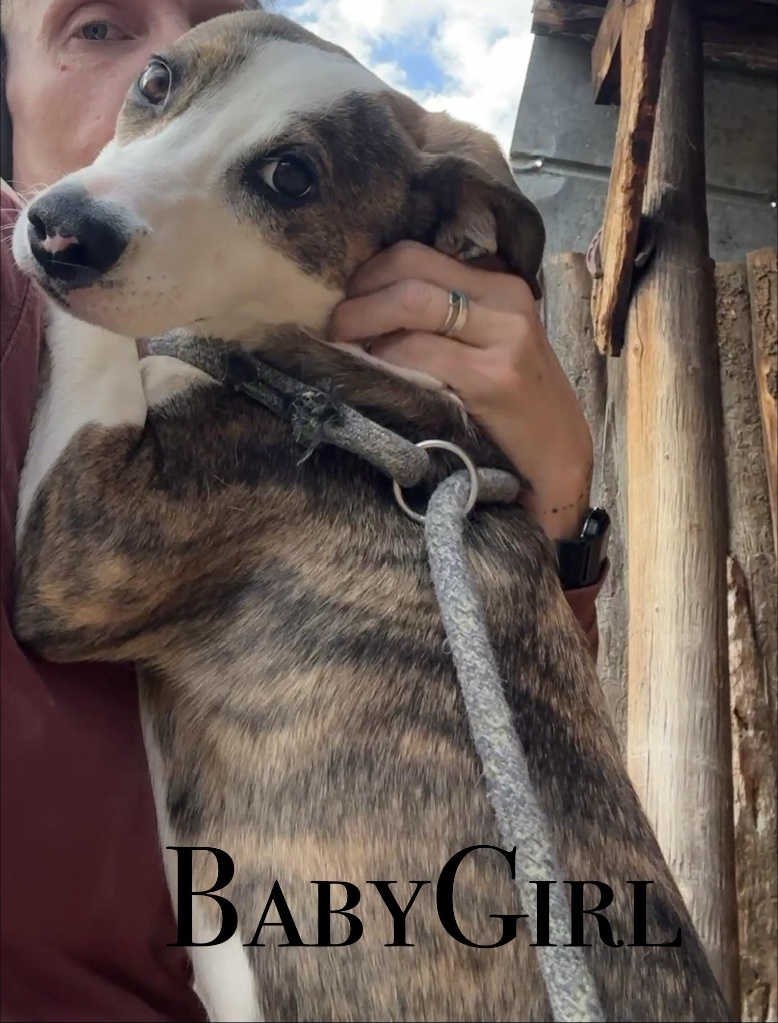 Baby Girl, Adoptable, Young Female Mixed Breed.