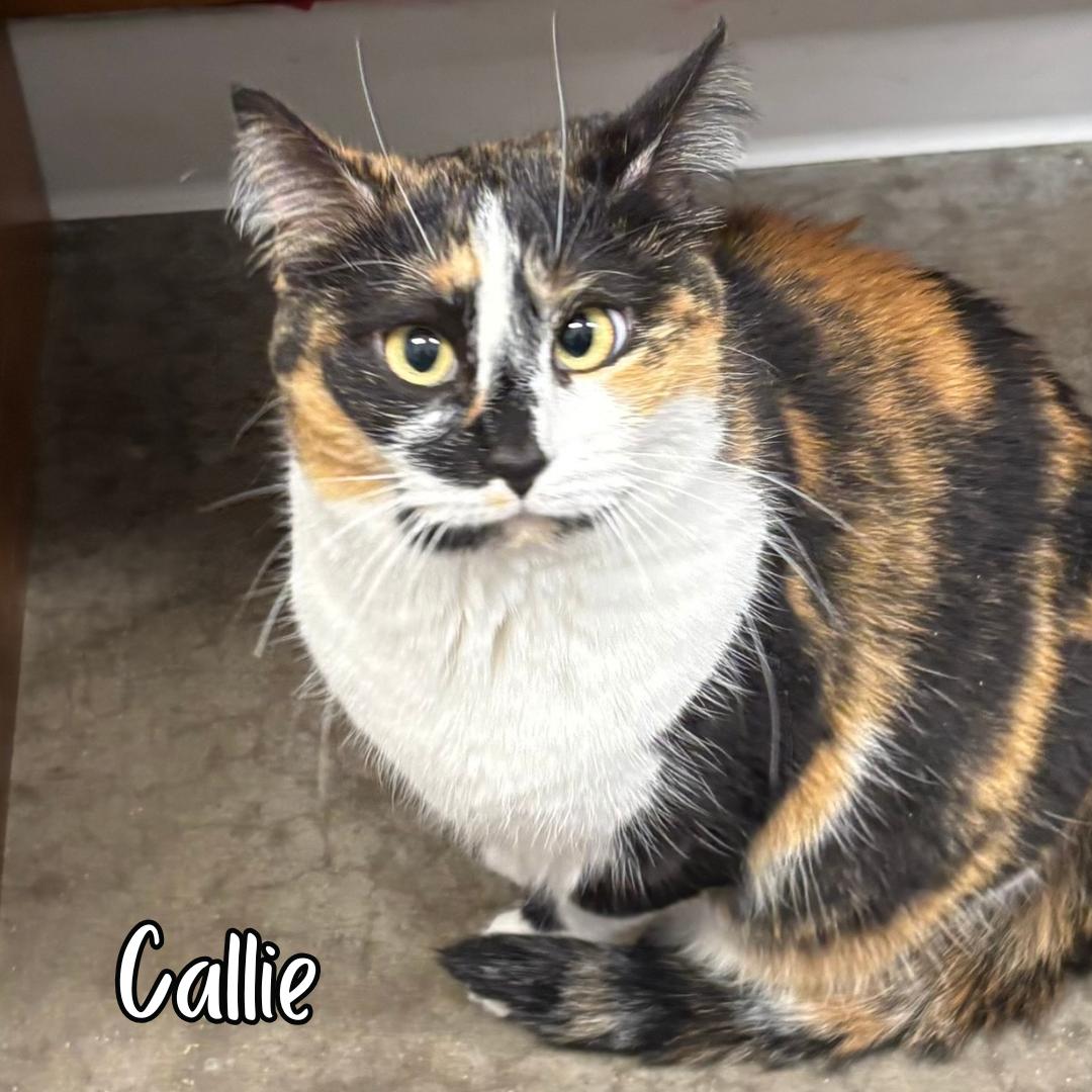 Enlarge Called (bonded with Oreo) , a ADOPTABLE mixed breed in Janesville, WI image 1/2