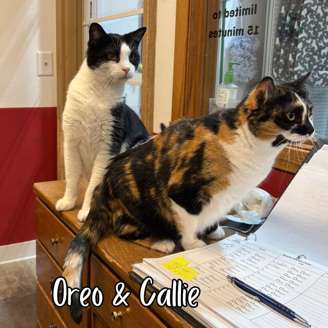 Enlarge Called (bonded with Oreo) , a ADOPTABLE mixed breed in Janesville, WI image 2/2