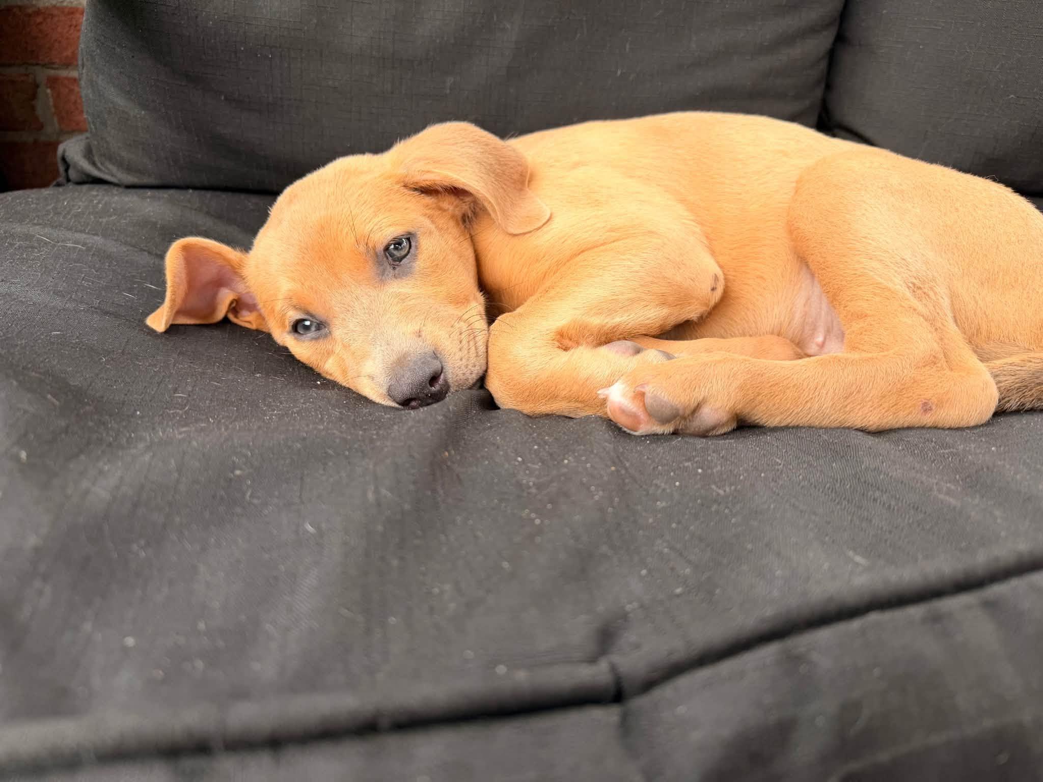 Enlarge Winnie, a ADOPTABLE mixed breed in Riverdale, NJ image 2/4