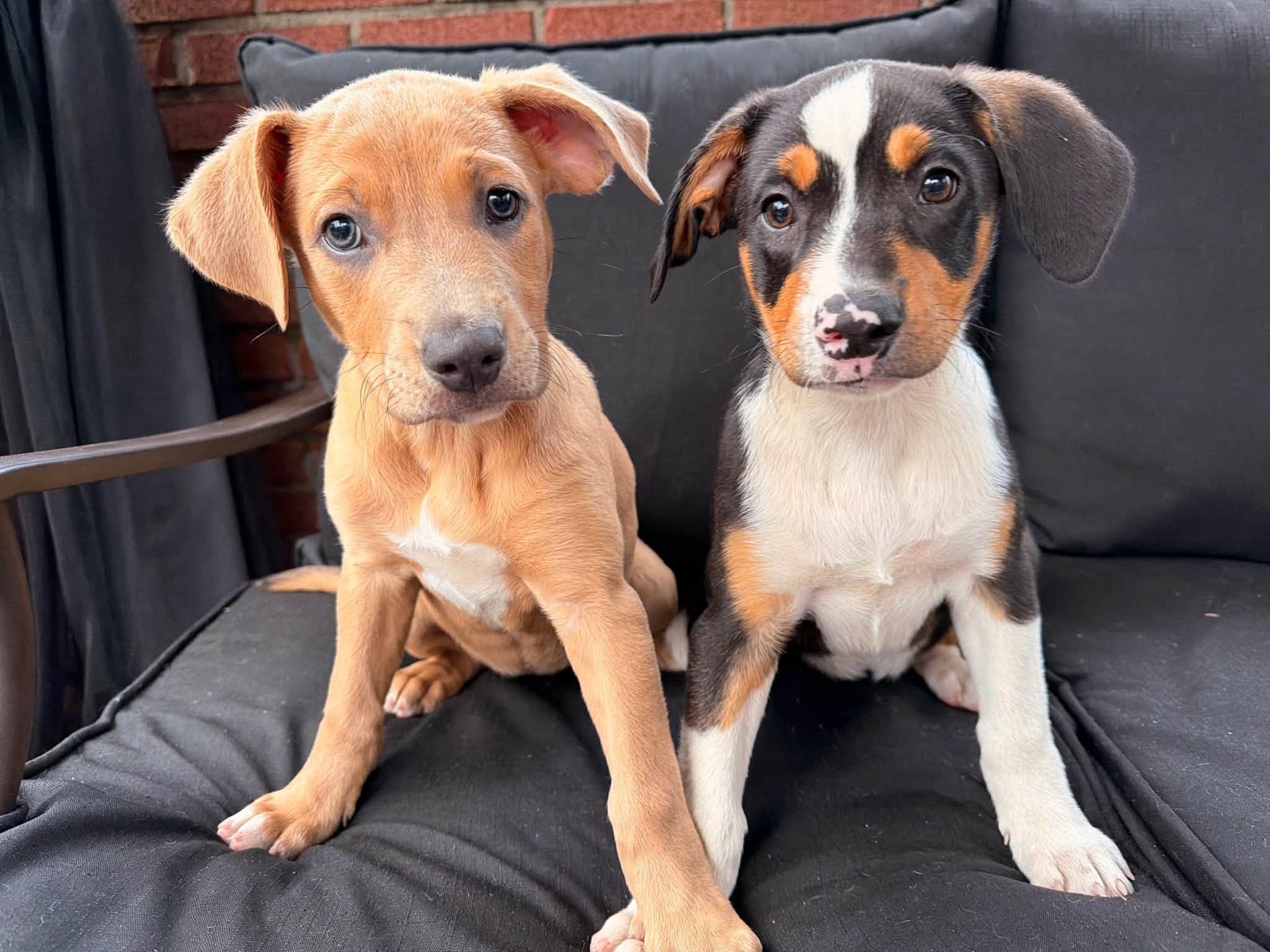 Winnie, ADOPTABLE, Puppy Female Mixed Breed.