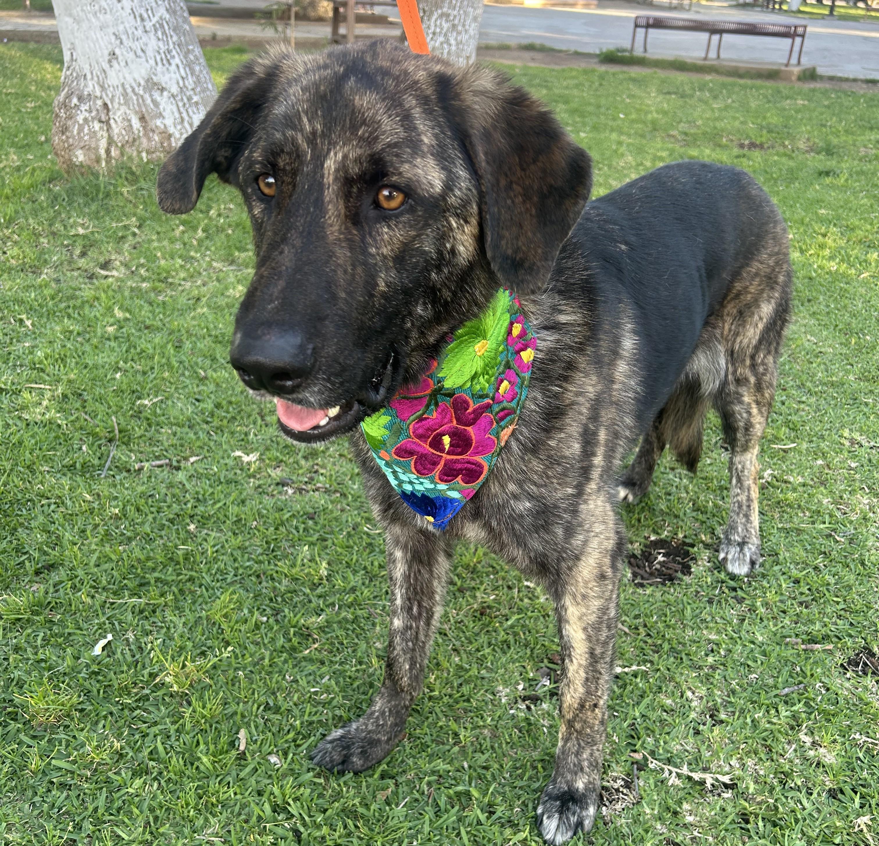 Enlarge FRED, a ADOPTABLE mixed breed in Bell Gardens, CA image 2/5