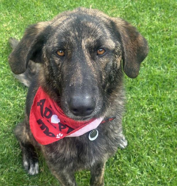 BRUNO, a ADOPTABLE mixed breed in Bell Gardens, CA image 6/6