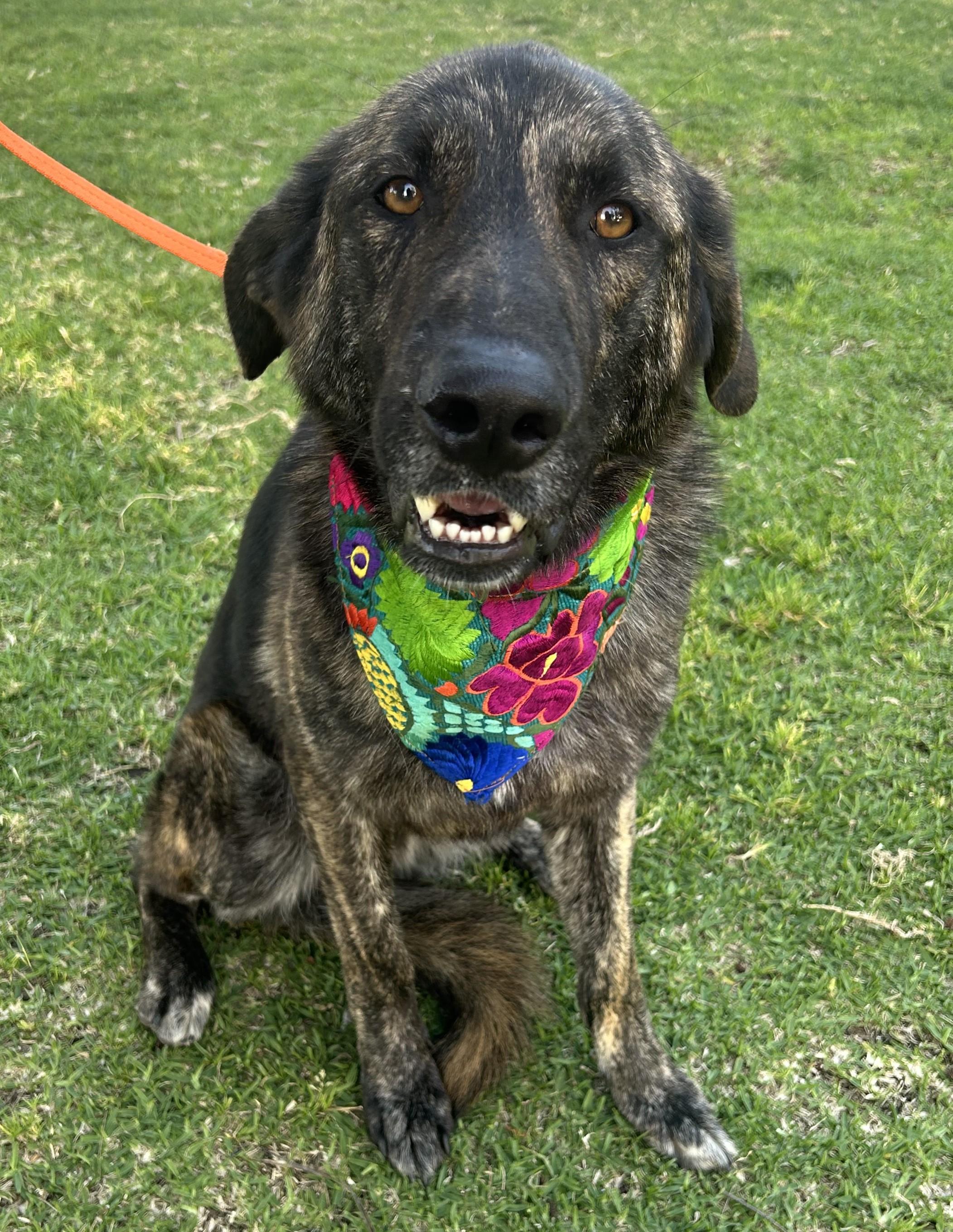 Enlarge FRED, a ADOPTABLE mixed breed in Bell Gardens, CA image 3/5