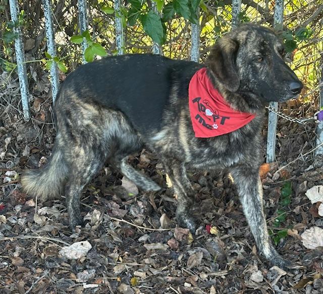 BRUNO, a ADOPTABLE mixed breed in Bell Gardens, CA image 2/6