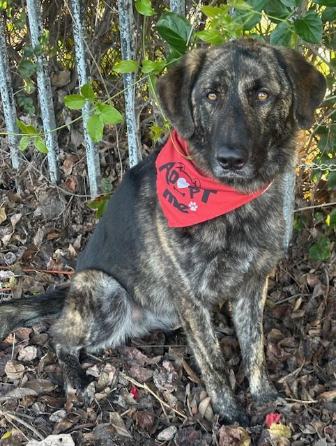 BRUNO, a ADOPTABLE mixed breed in Bell Gardens, CA image 4/6