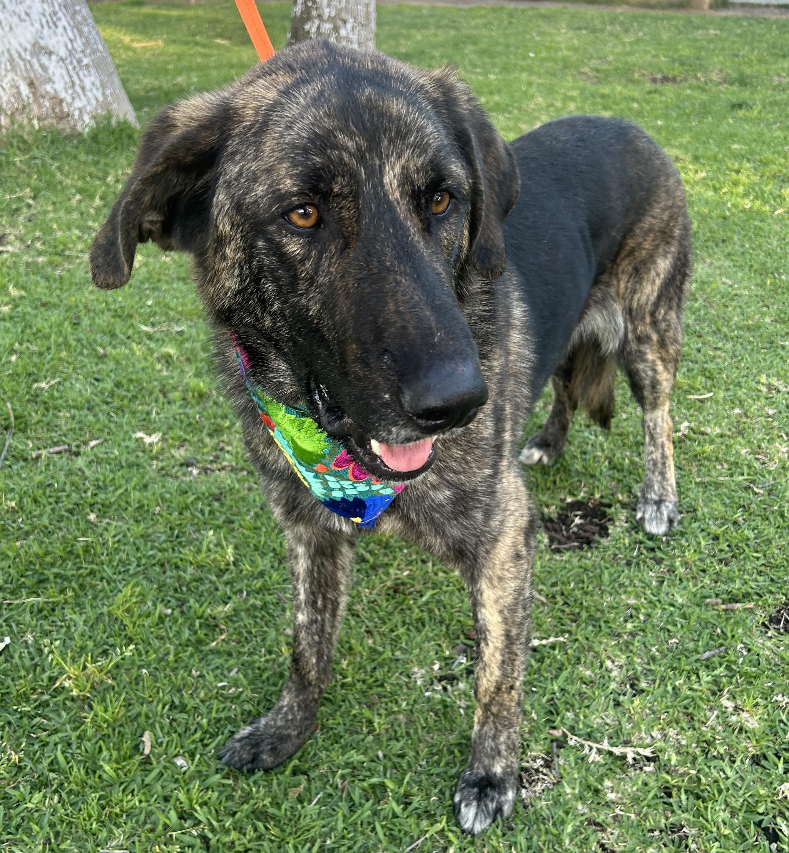 Enlarge FRED, a ADOPTABLE mixed breed in Bell Gardens, CA image 1/5