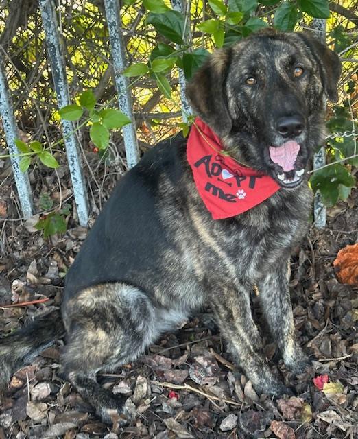 BRUNO, ADOPTABLE, Young Male Dutch Shepherd.