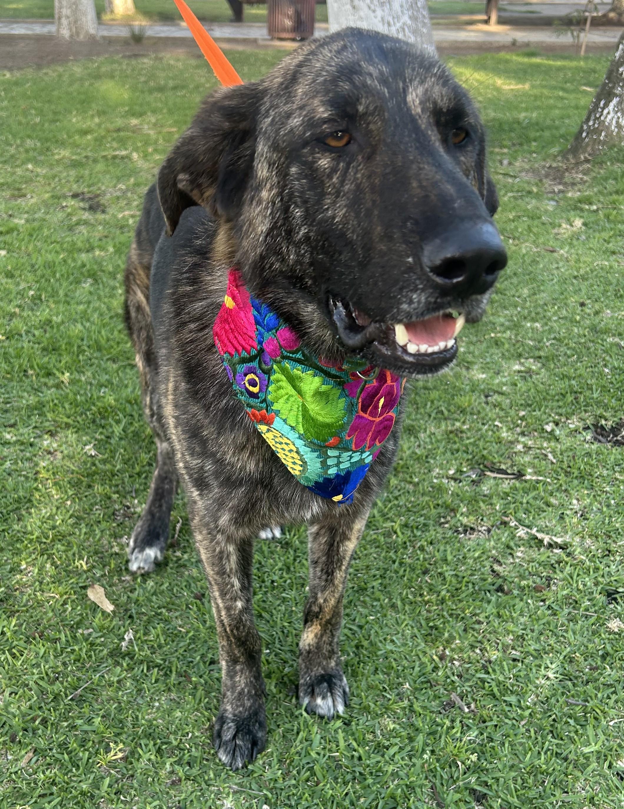 Enlarge FRED, a ADOPTABLE mixed breed in Bell Gardens, CA image 4/5