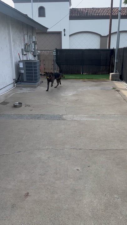 Enlarge BRUNO, a ADOPTABLE mixed breed in Bell Gardens, CA video 5/6