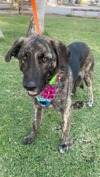 Enlarge FRED, a ADOPTABLE mixed breed in Bell Gardens, CA video 5/5