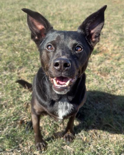 Bailey, Adoptable, Adult Female Mixed Breed & Mixed Breed.