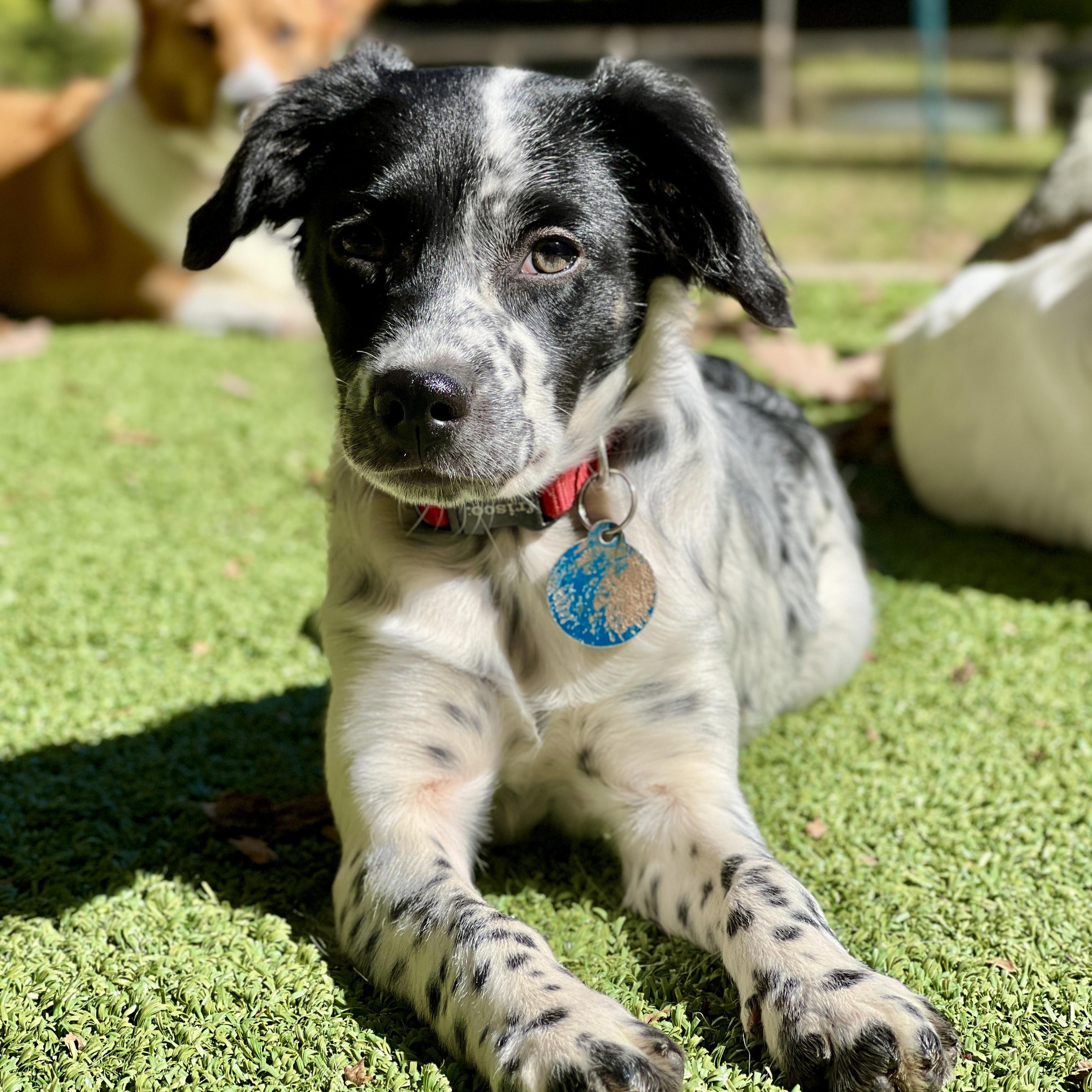 Enlarge Dani, a Adoptable mixed breed in Greensboro, NC image 3/5