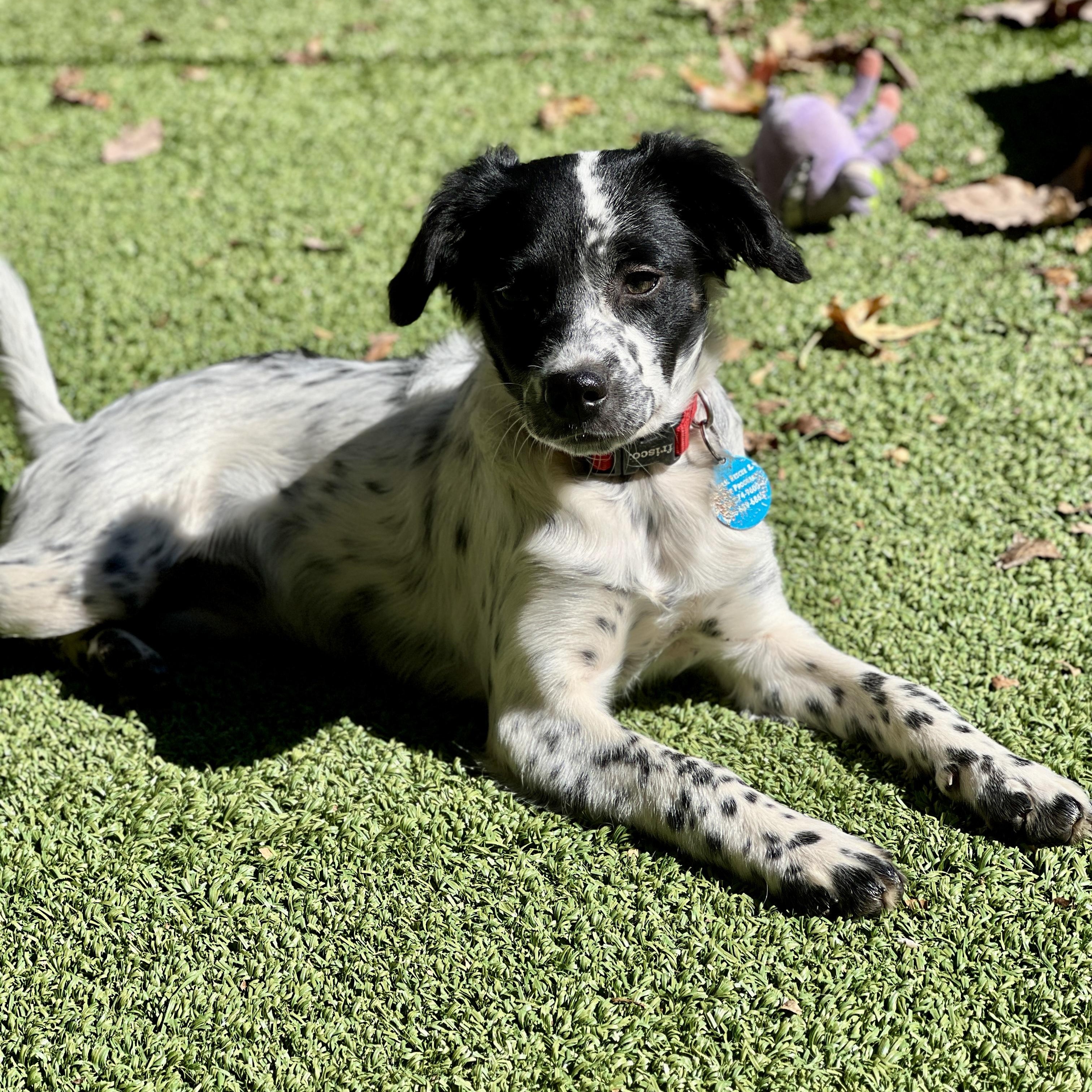Enlarge Dani, a Adoptable mixed breed in Greensboro, NC image 5/5