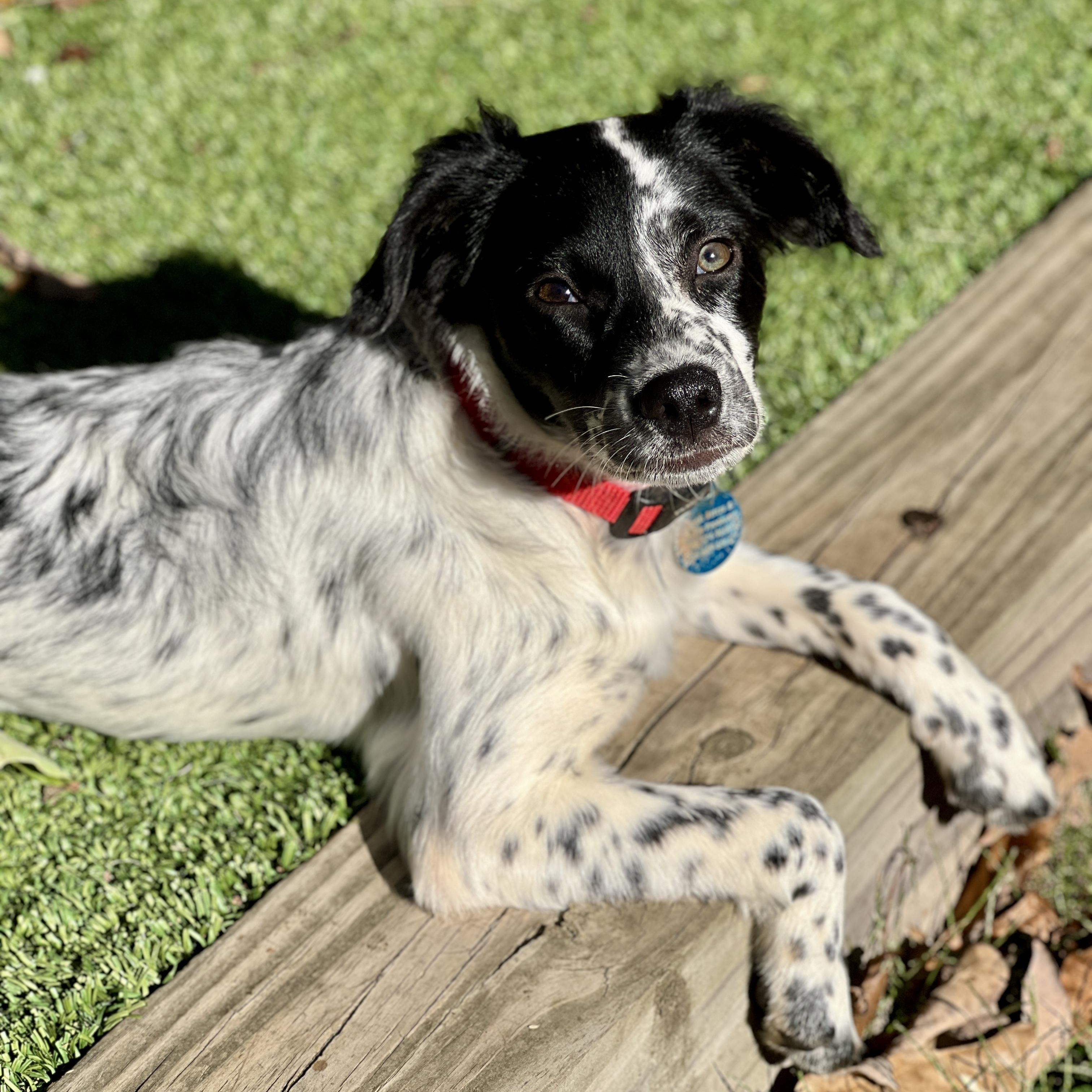 Enlarge Dani, a Adoptable mixed breed in Greensboro, NC image 1/5