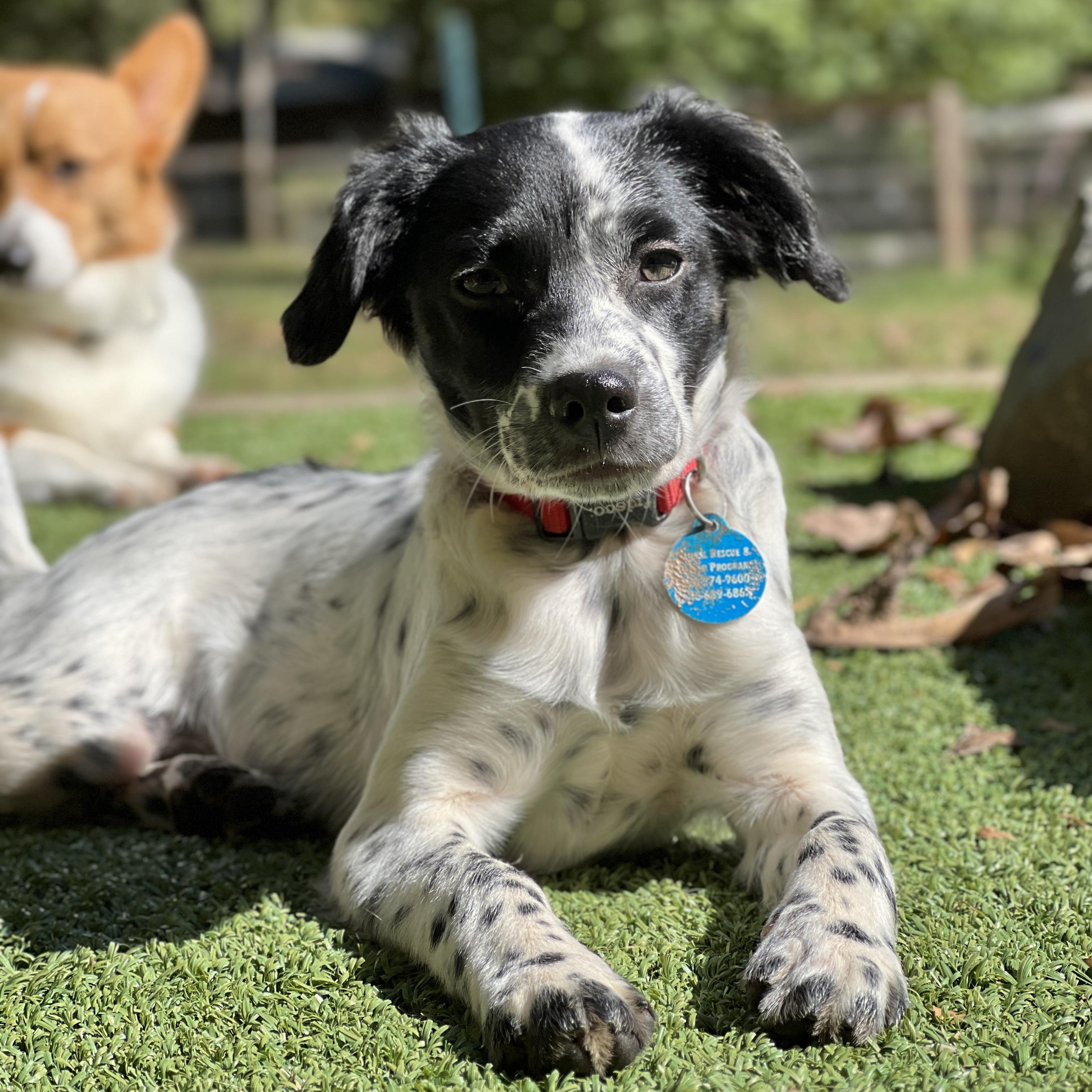 Enlarge Dani, a Adoptable mixed breed in Greensboro, NC image 4/5
