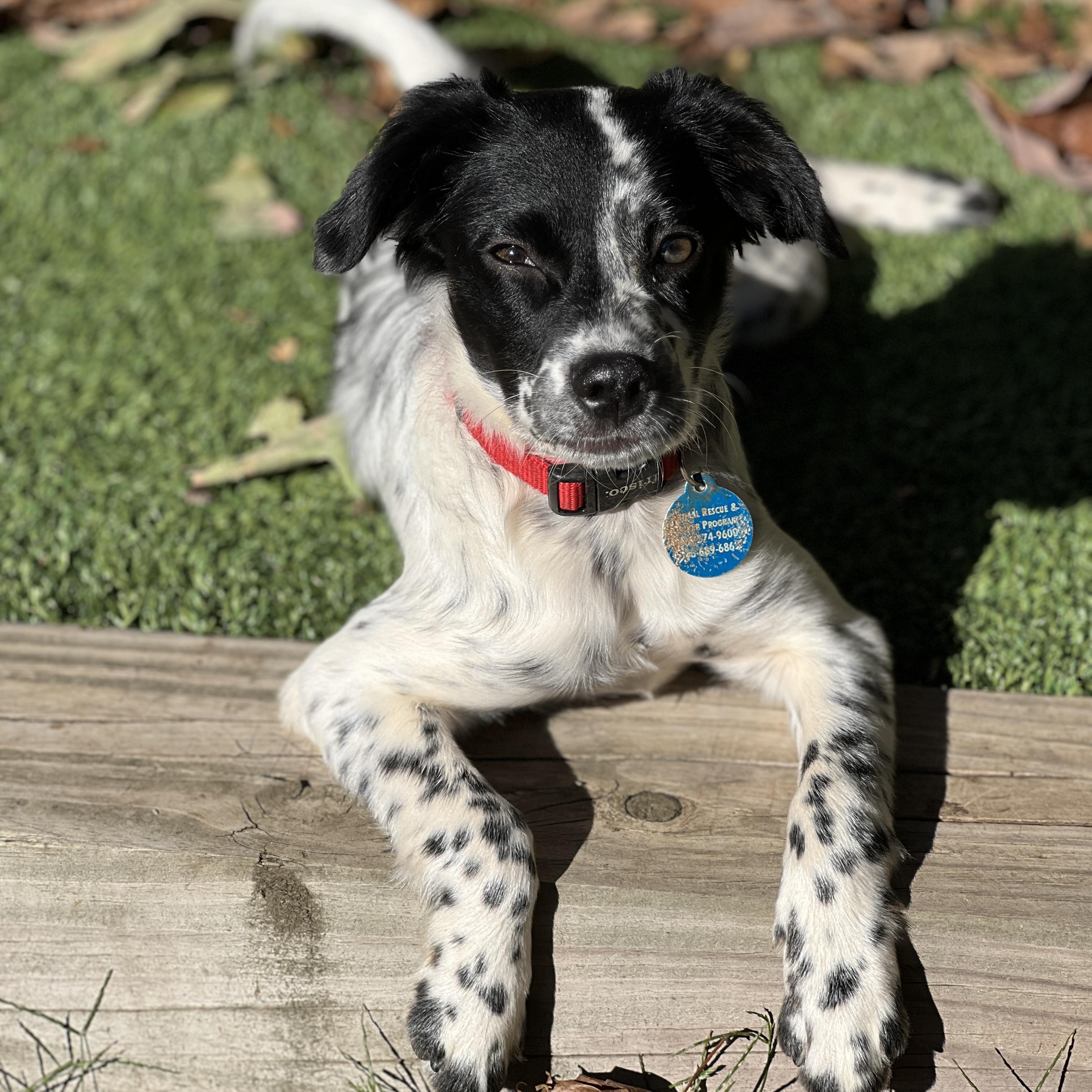 Enlarge Dani, a Adoptable mixed breed in Greensboro, NC image 2/5